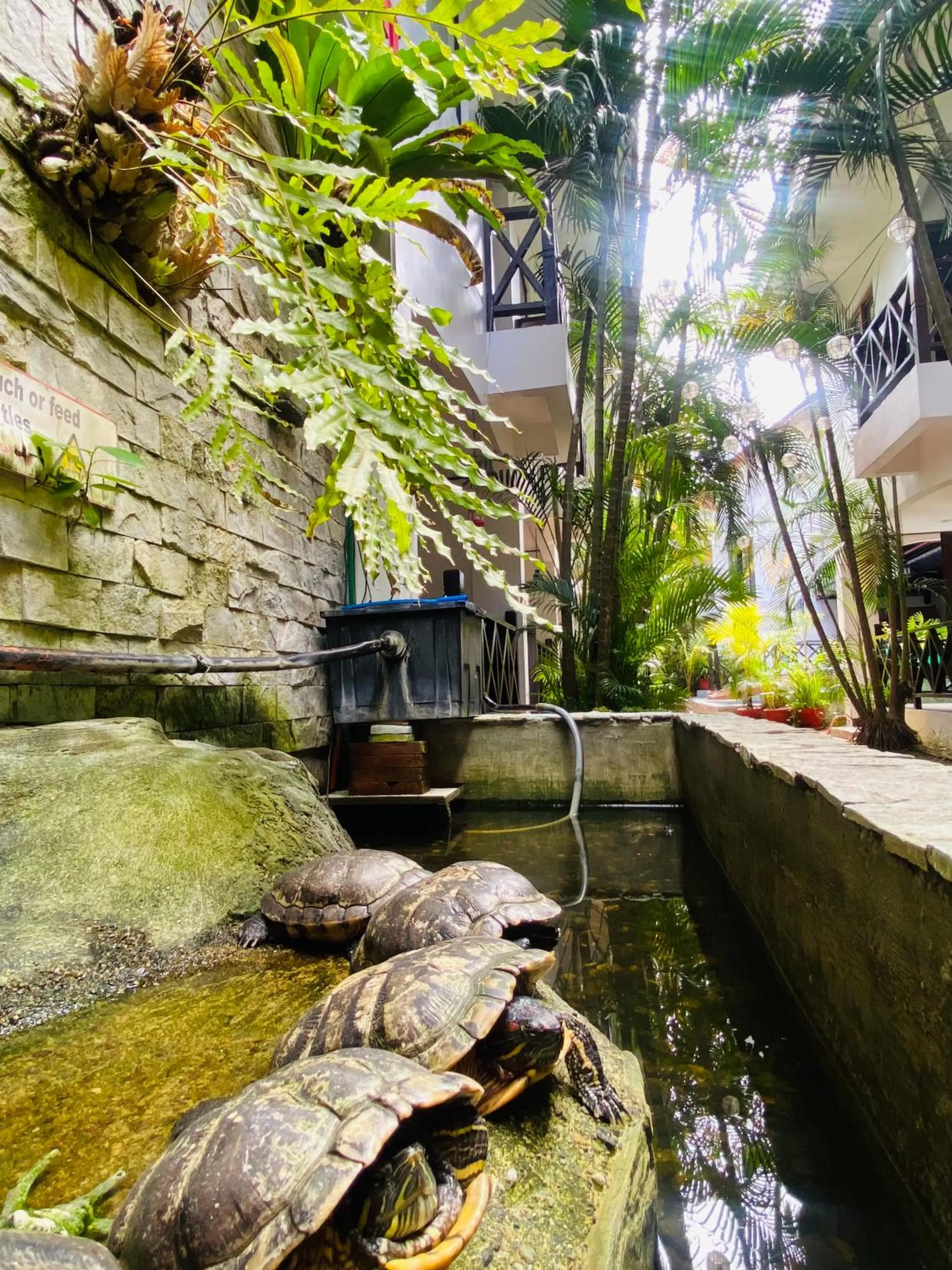 Pets in Nirvana Beach Resort