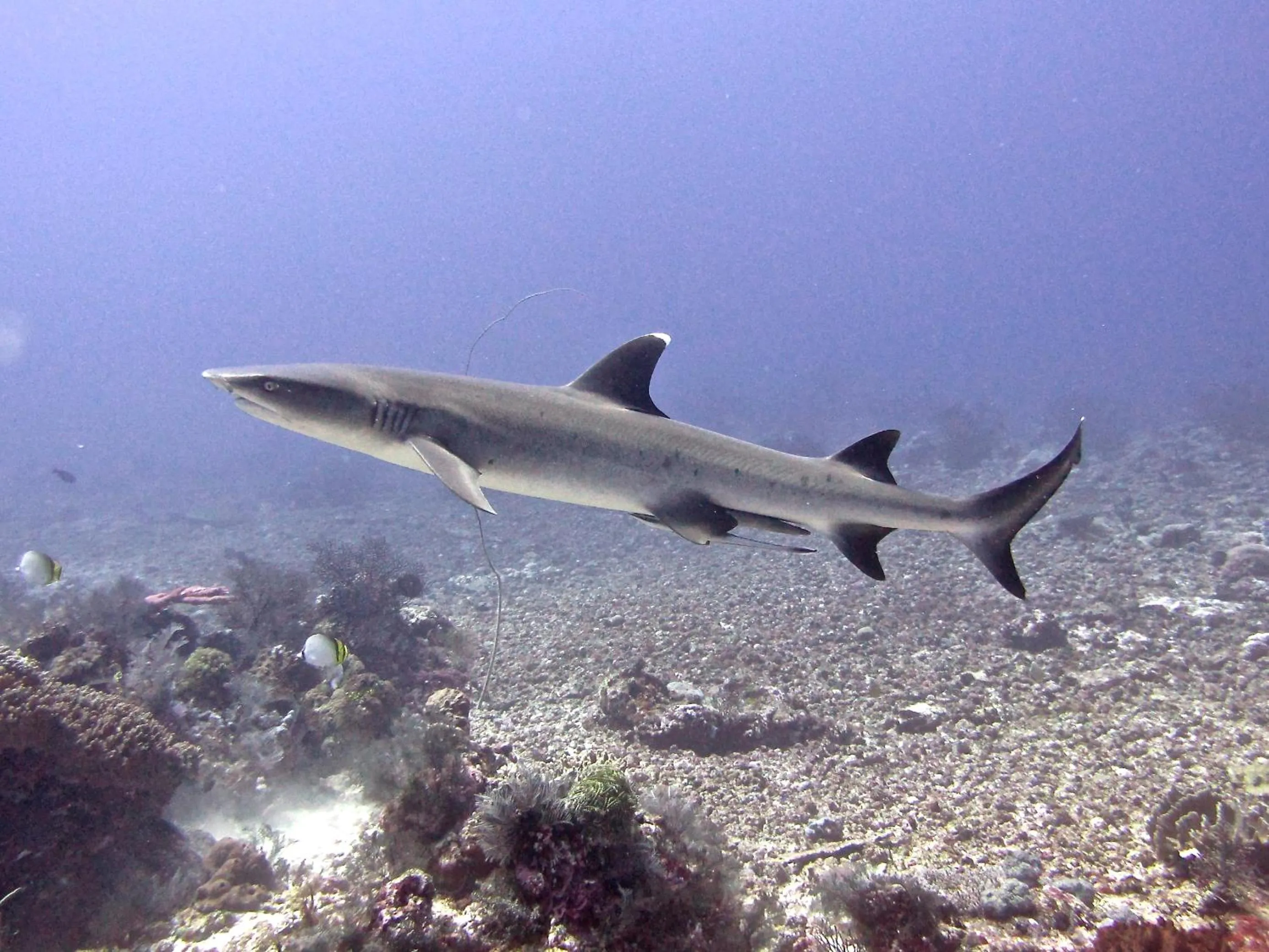Other in Komodo Resort