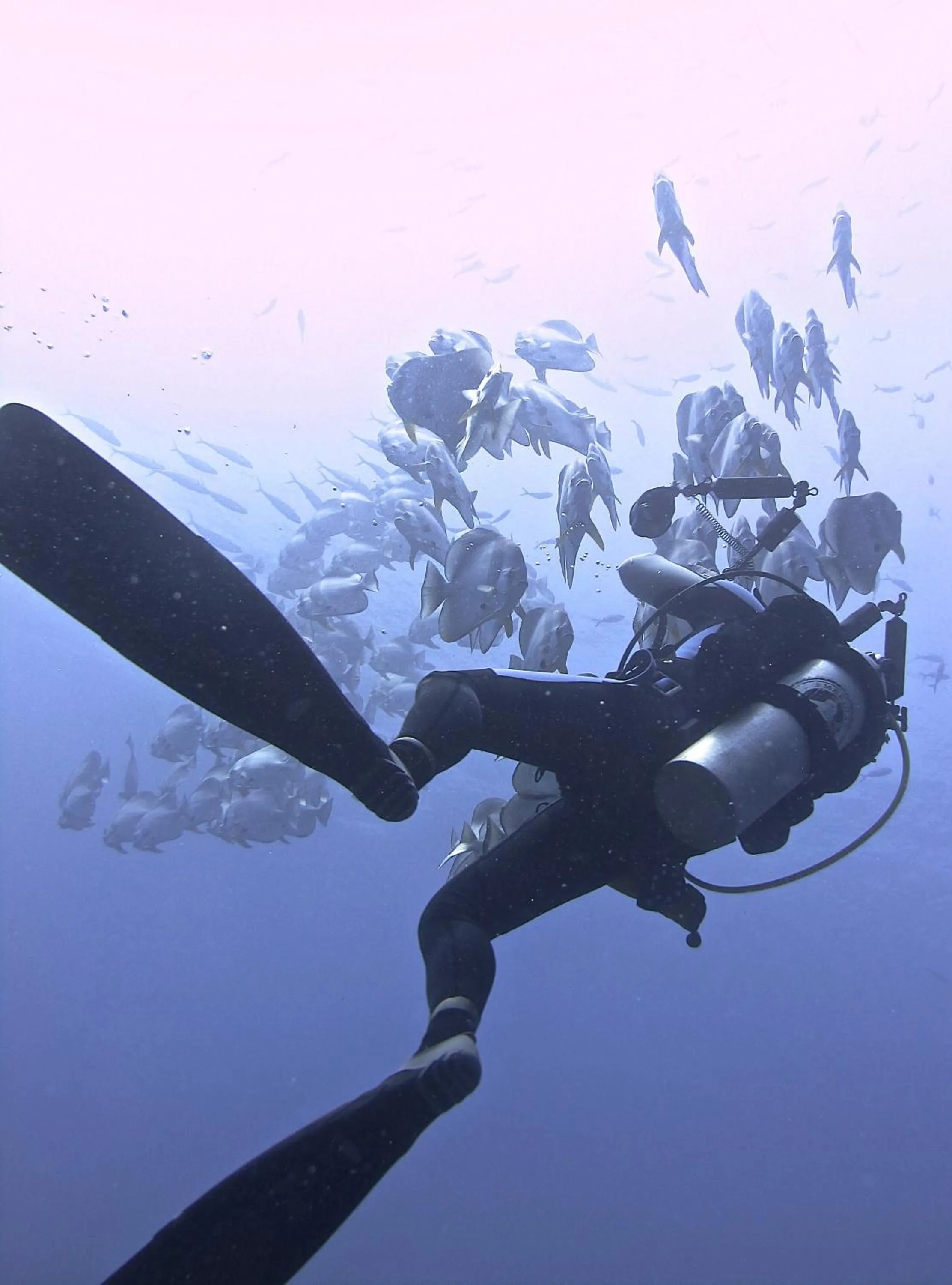 Diving in Komodo Resort