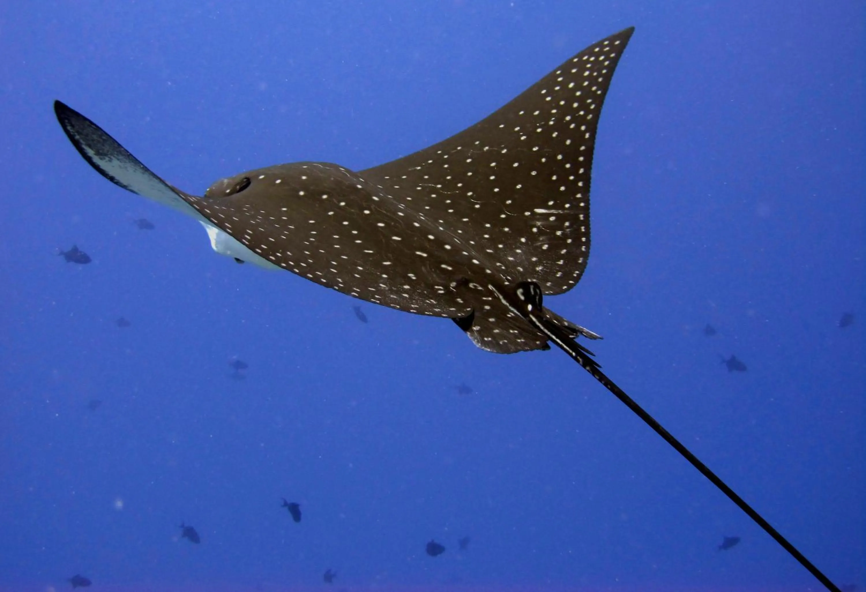Diving in Komodo Resort