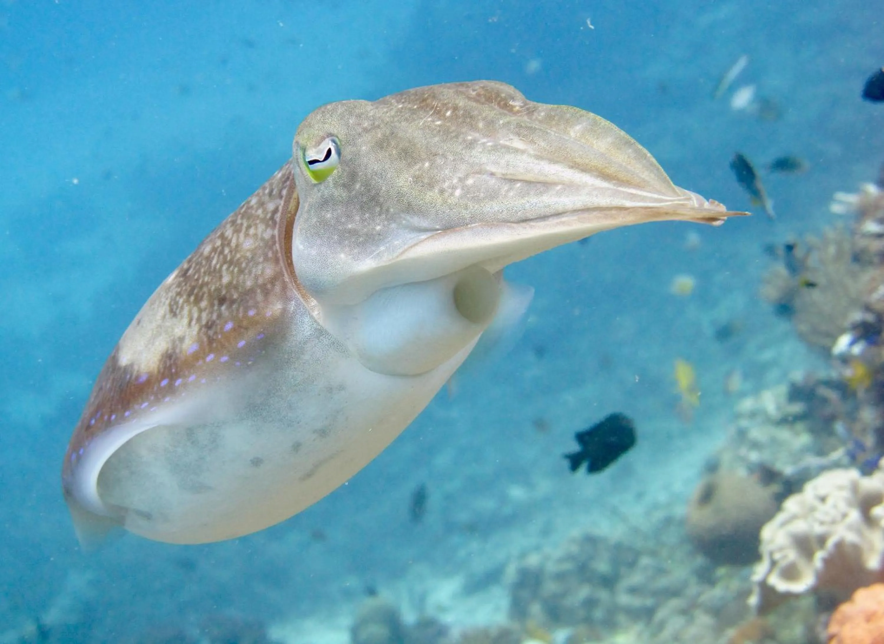 Diving in Komodo Resort