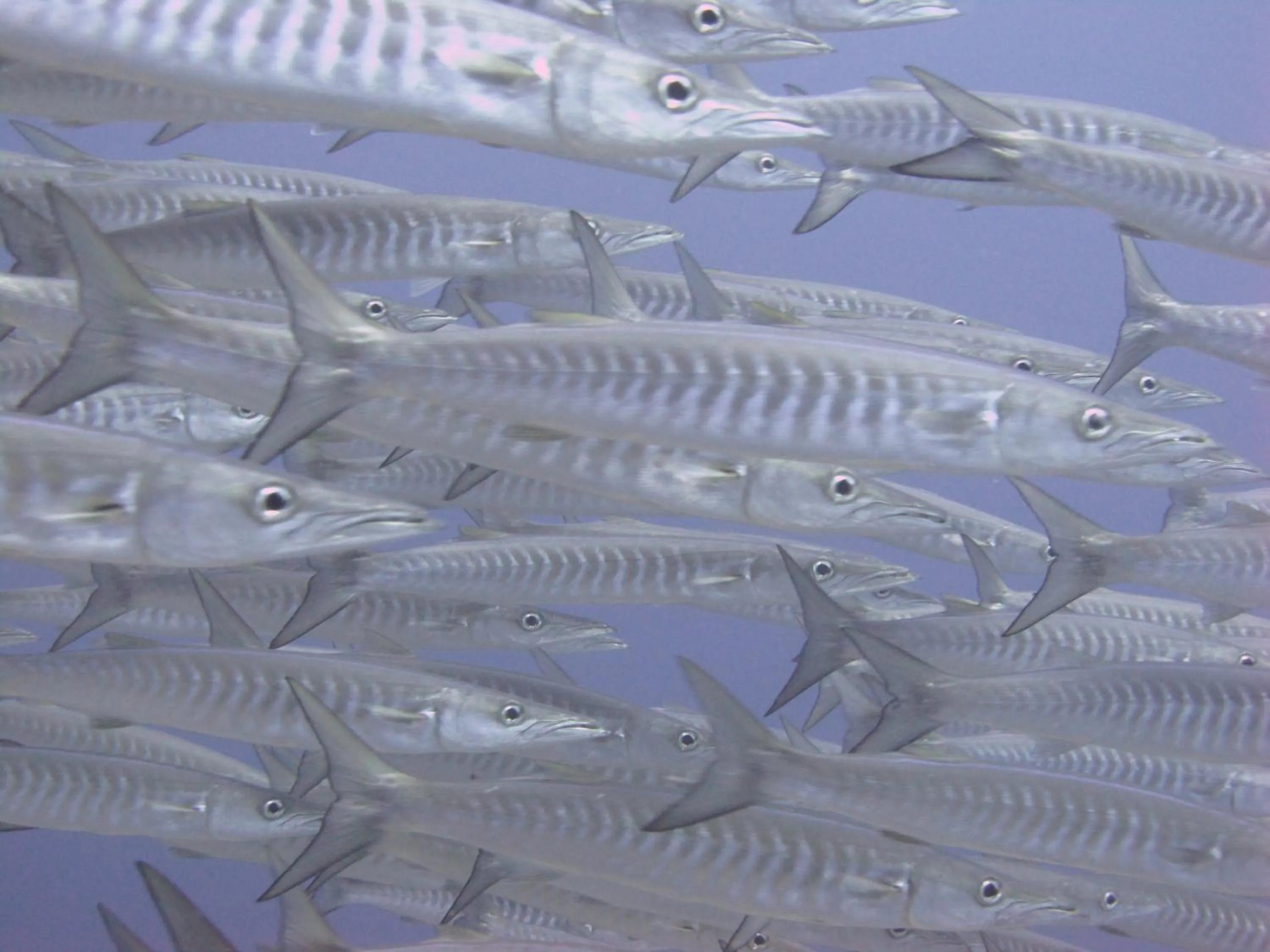 Diving in Komodo Resort
