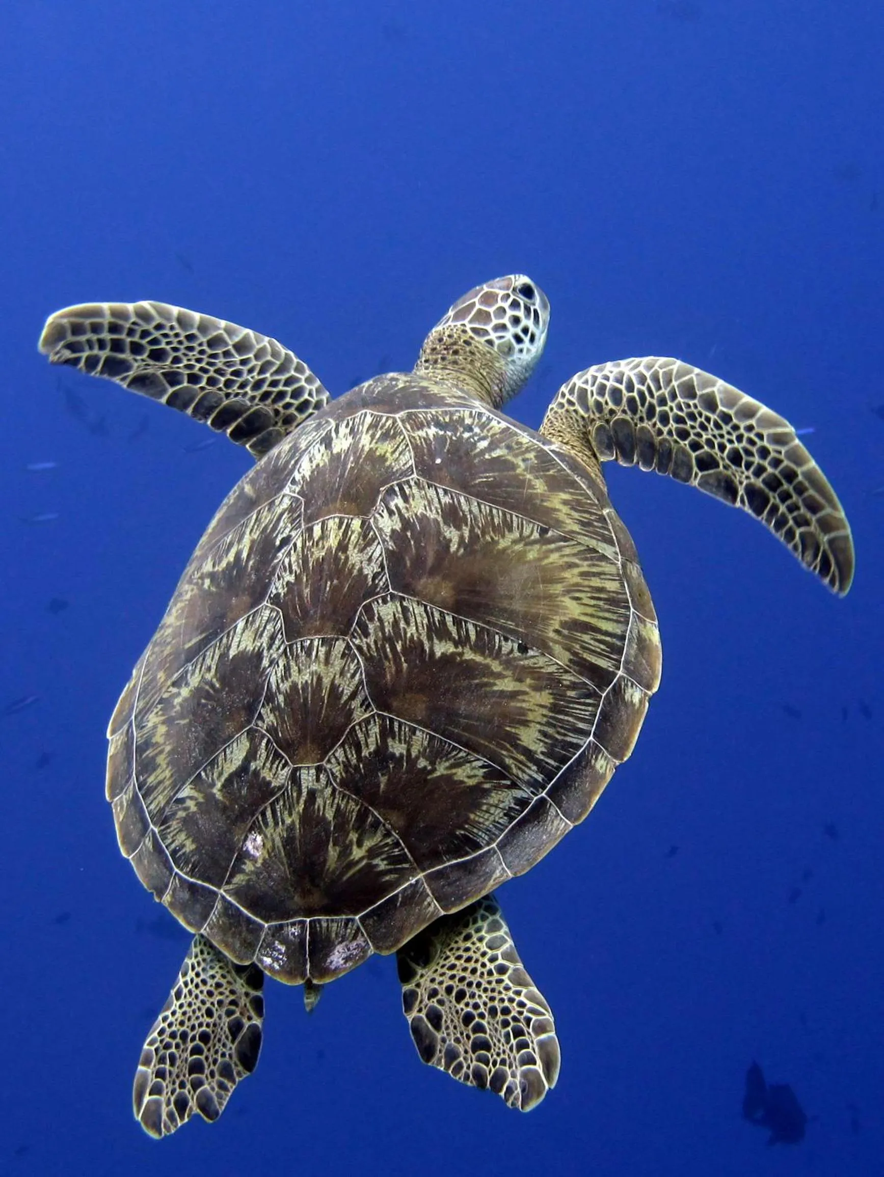 Diving in Komodo Resort