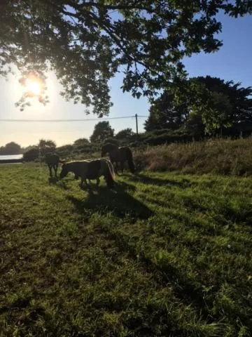 Animals in Les Fermes de Kercadoret