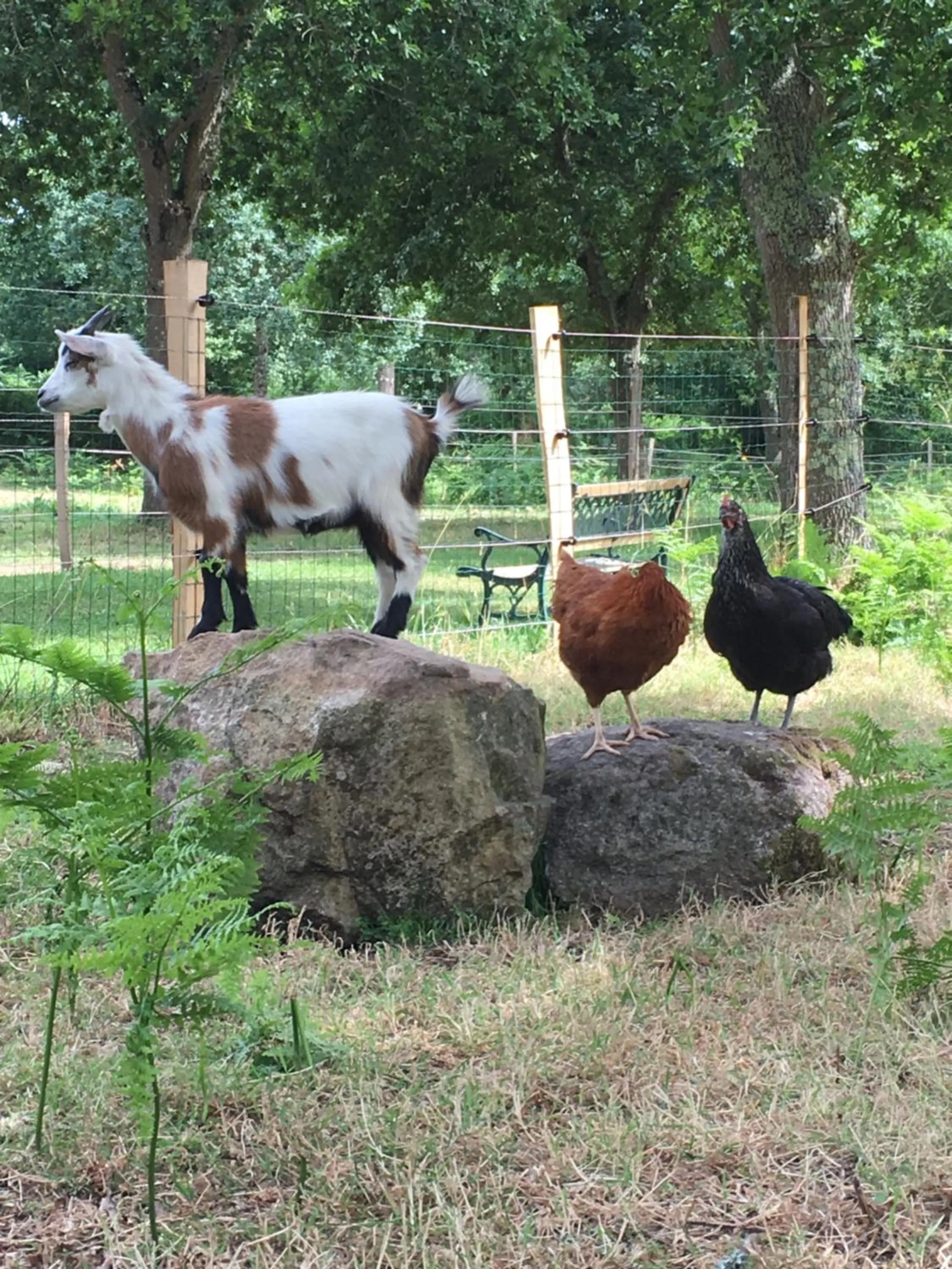 Animals in Les Fermes de Kercadoret