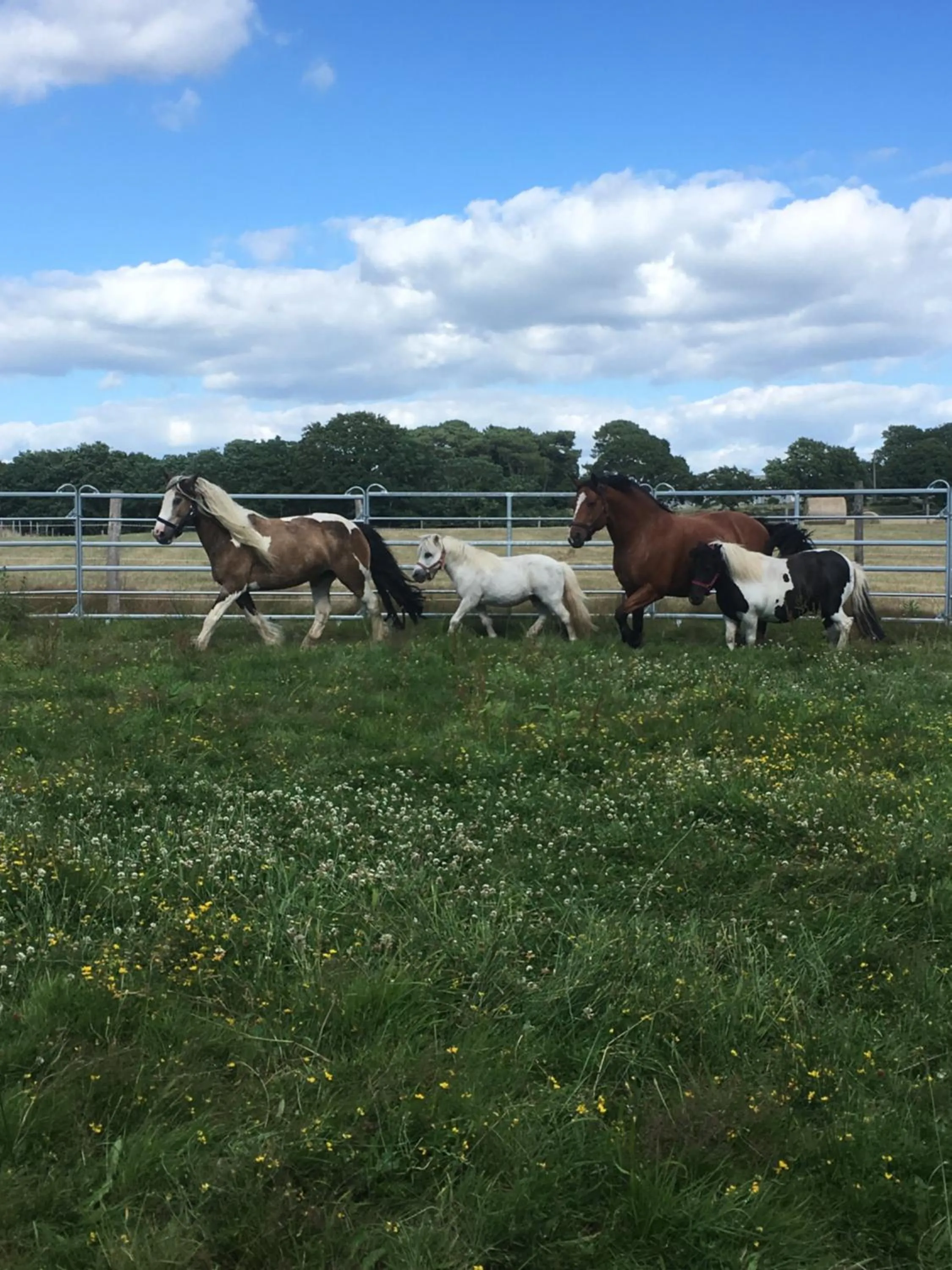Animals in Les Fermes de Kercadoret