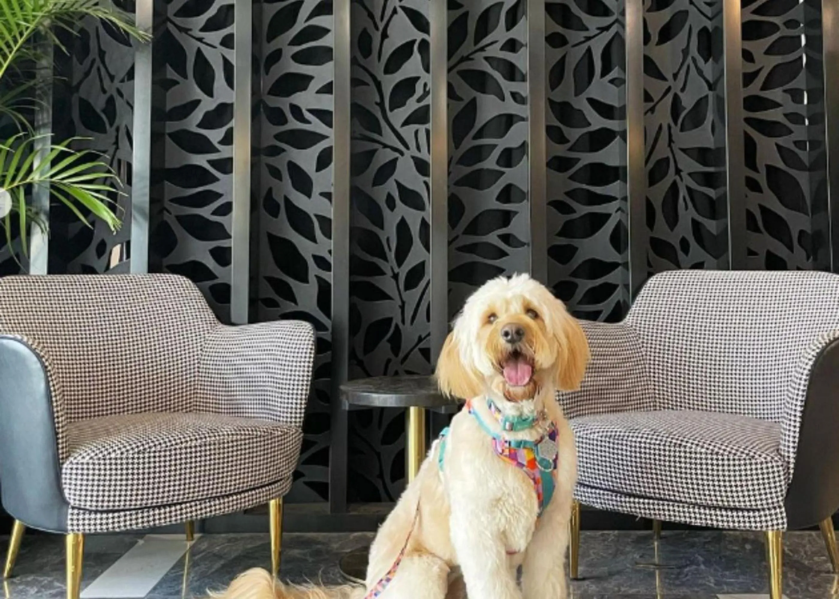 Pets in The Sebel Canberra Civic