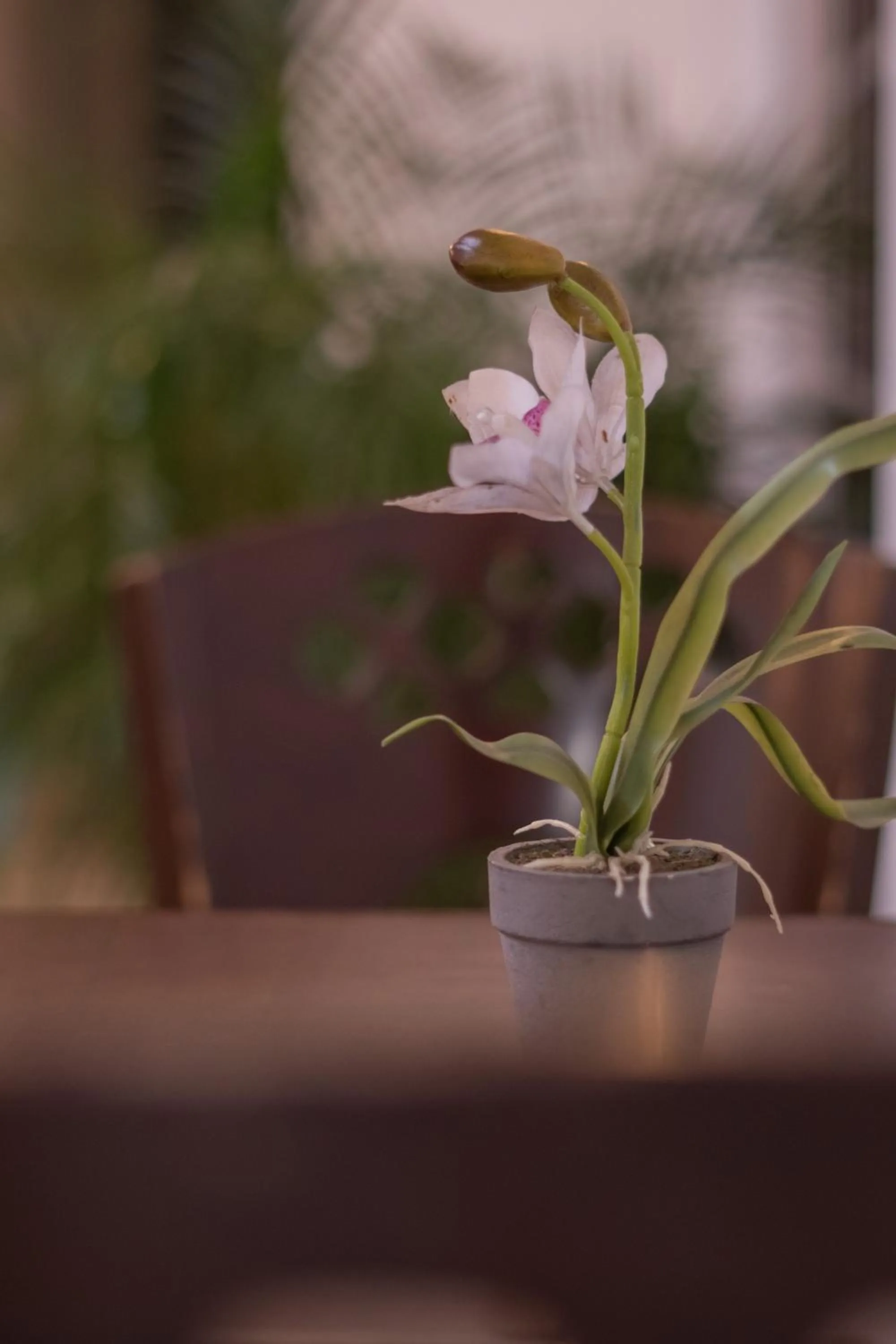 Decorative detail in Hotel Casa Colon