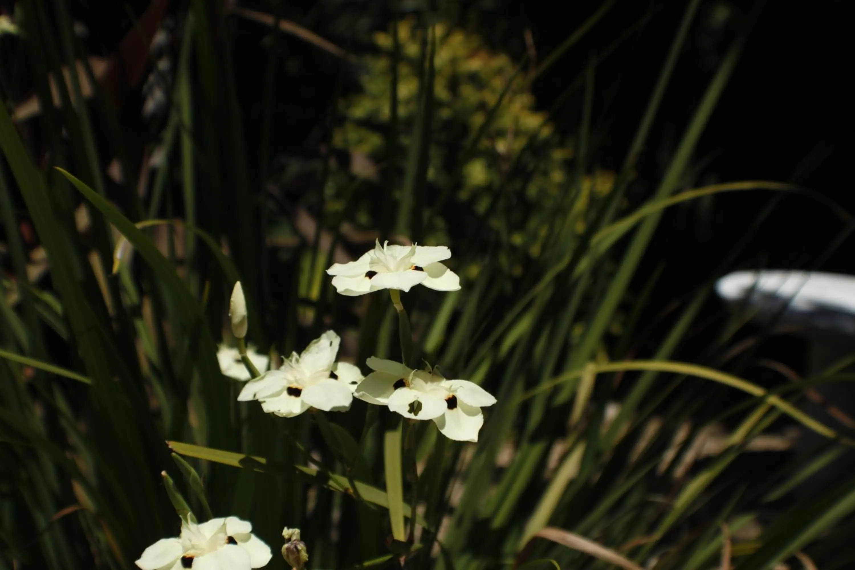 Garden in Little Scotia