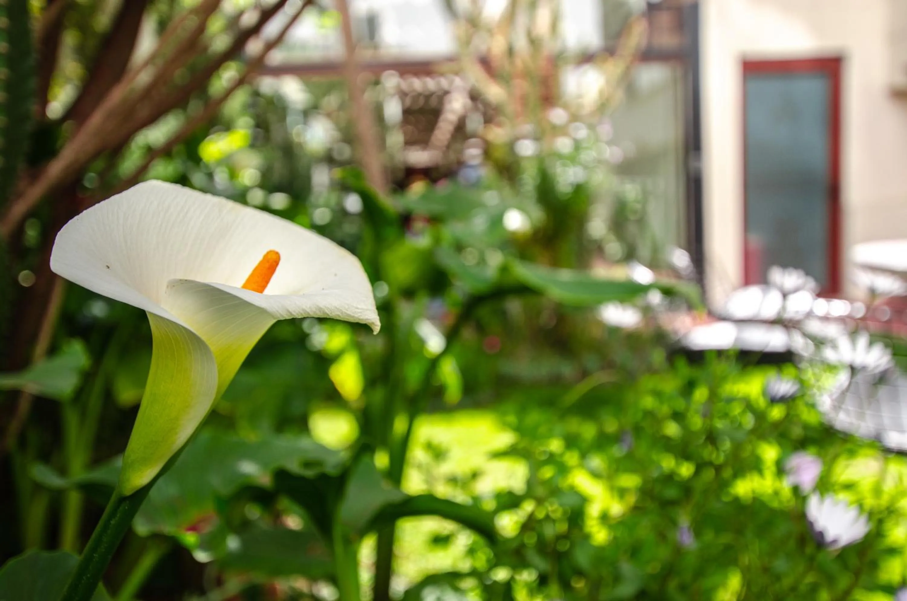 Garden in Hotel Mitru Sur