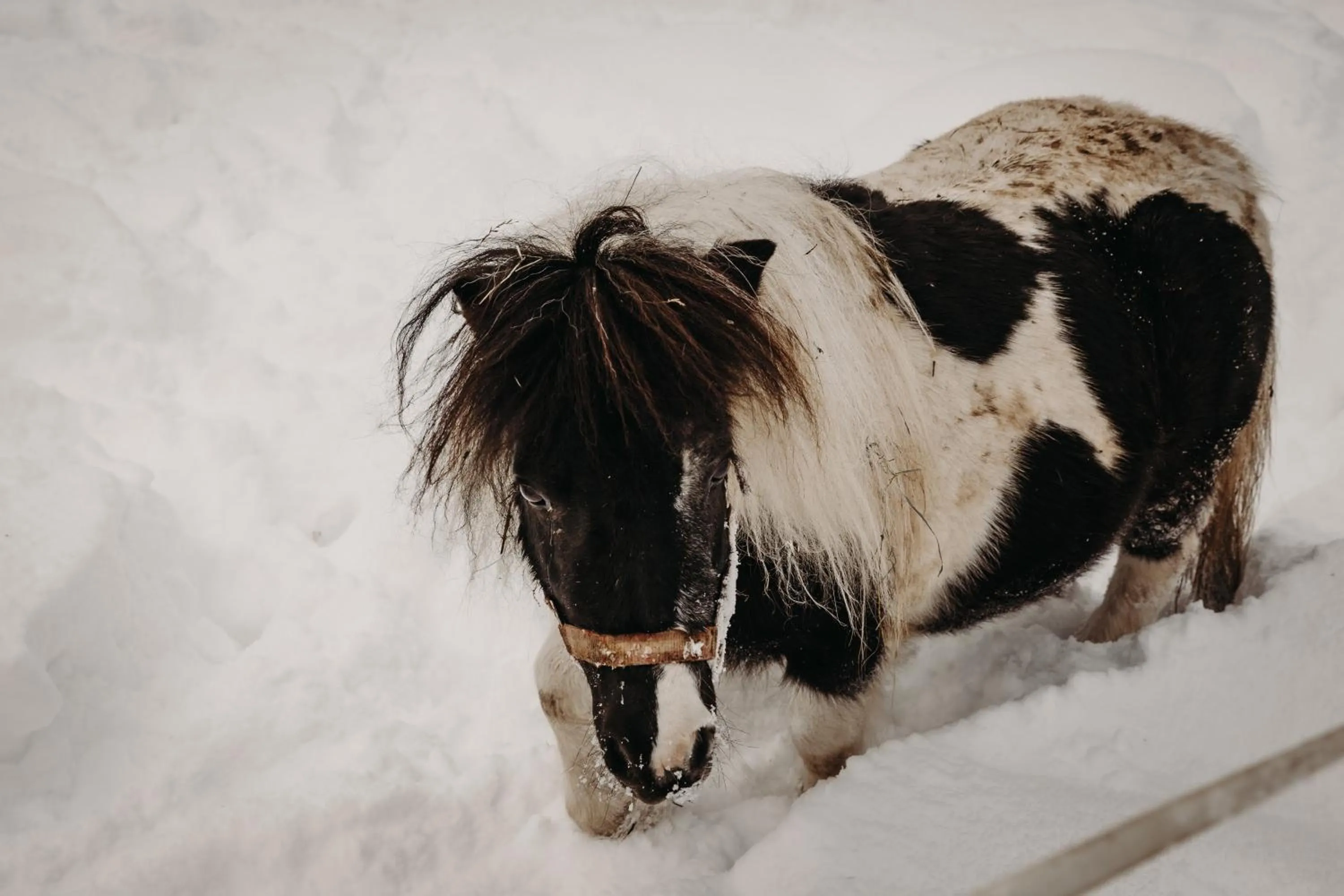 Winter in Gut Berg Naturhotel