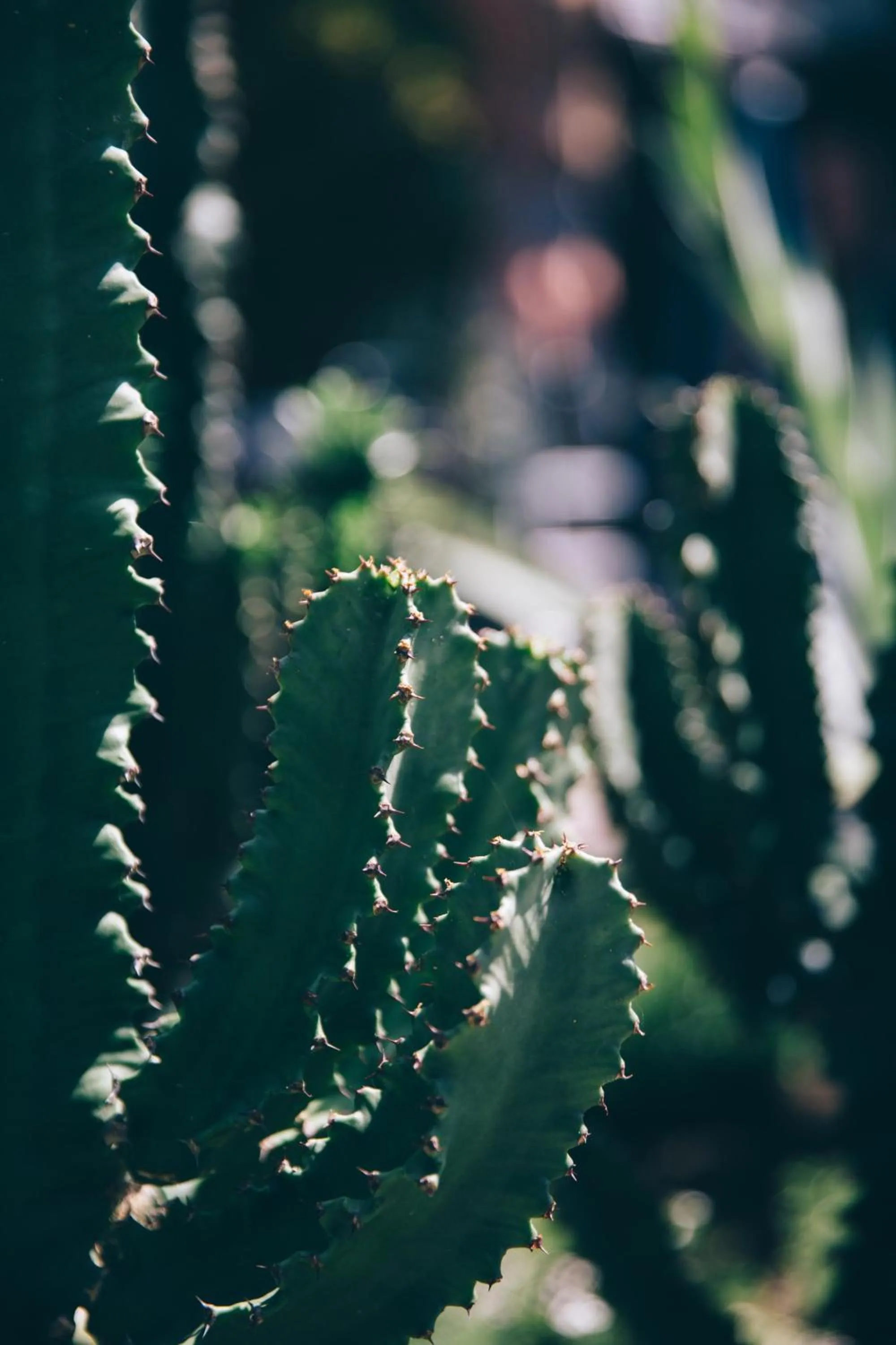Garden in Coogee Bay Hotel