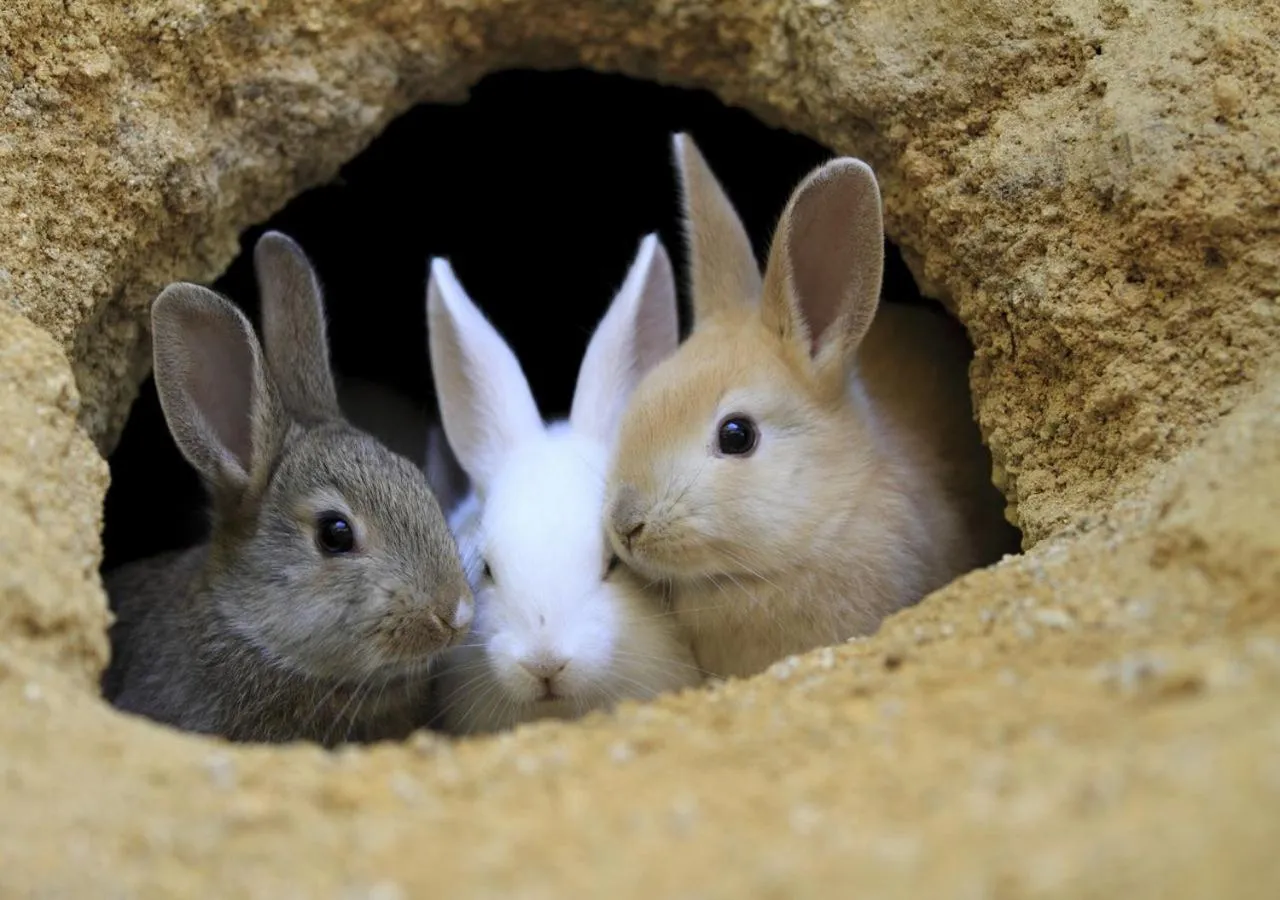 Kyukamura Ohkunoshima