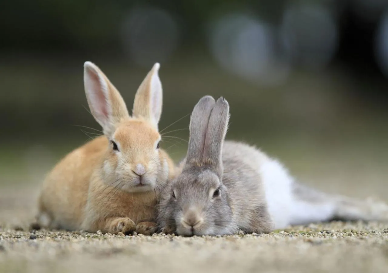 Kyukamura Ohkunoshima