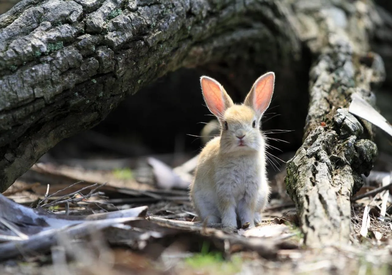 Kyukamura Ohkunoshima
