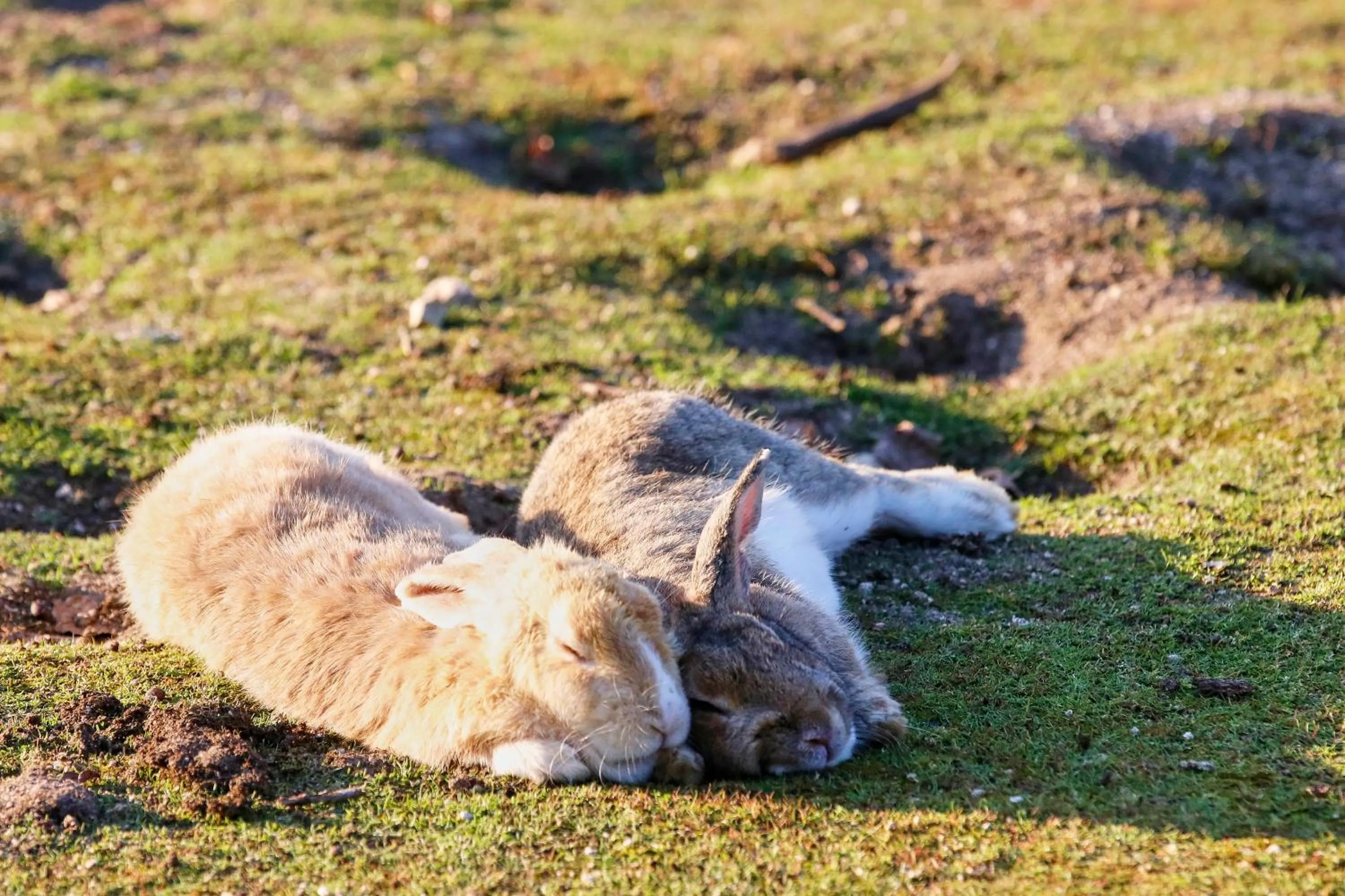 Kyukamura Ohkunoshima
