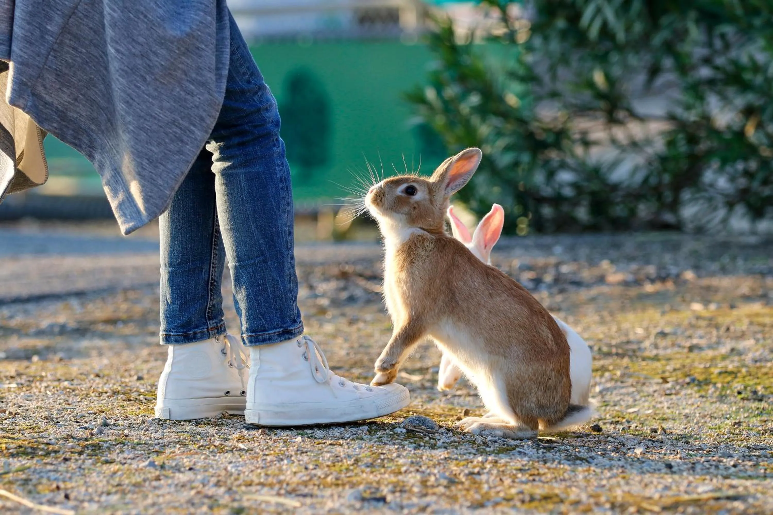Kyukamura Ohkunoshima