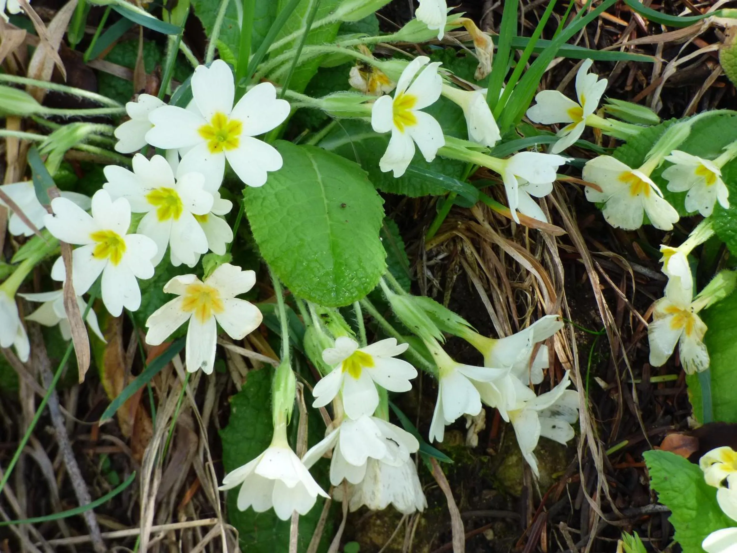 Natural landscape in Hotel Restaurant La Chaumiere du Lac