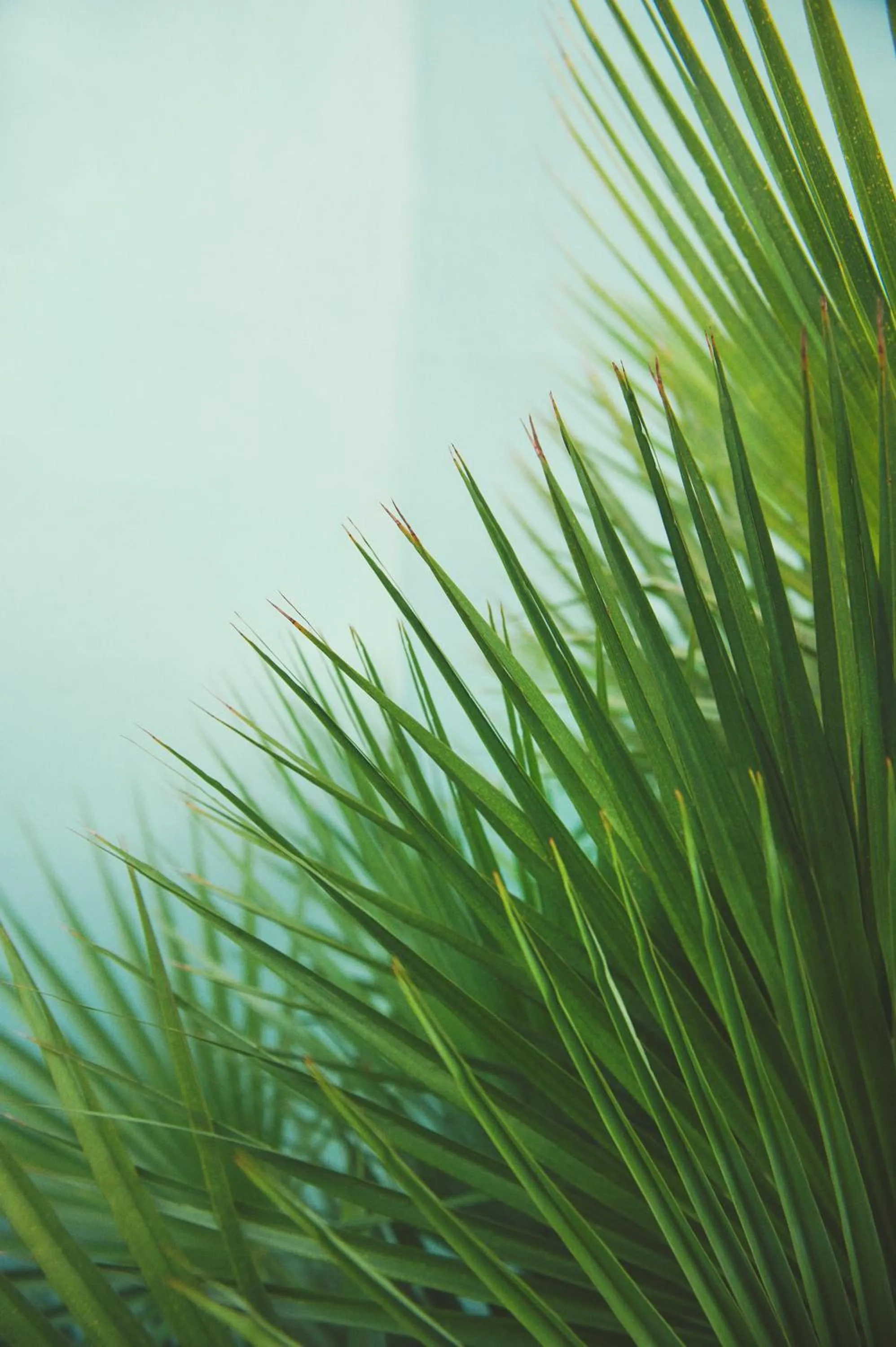 Garden in Résidence Tropic Appart Hotel