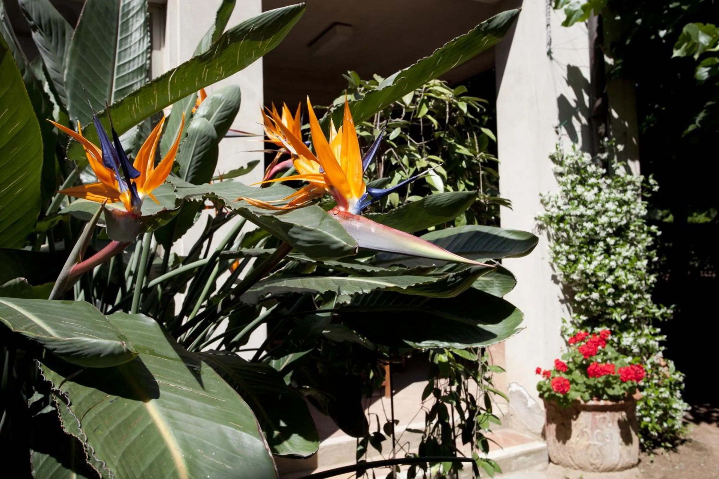 Garden in Albergo Stella
