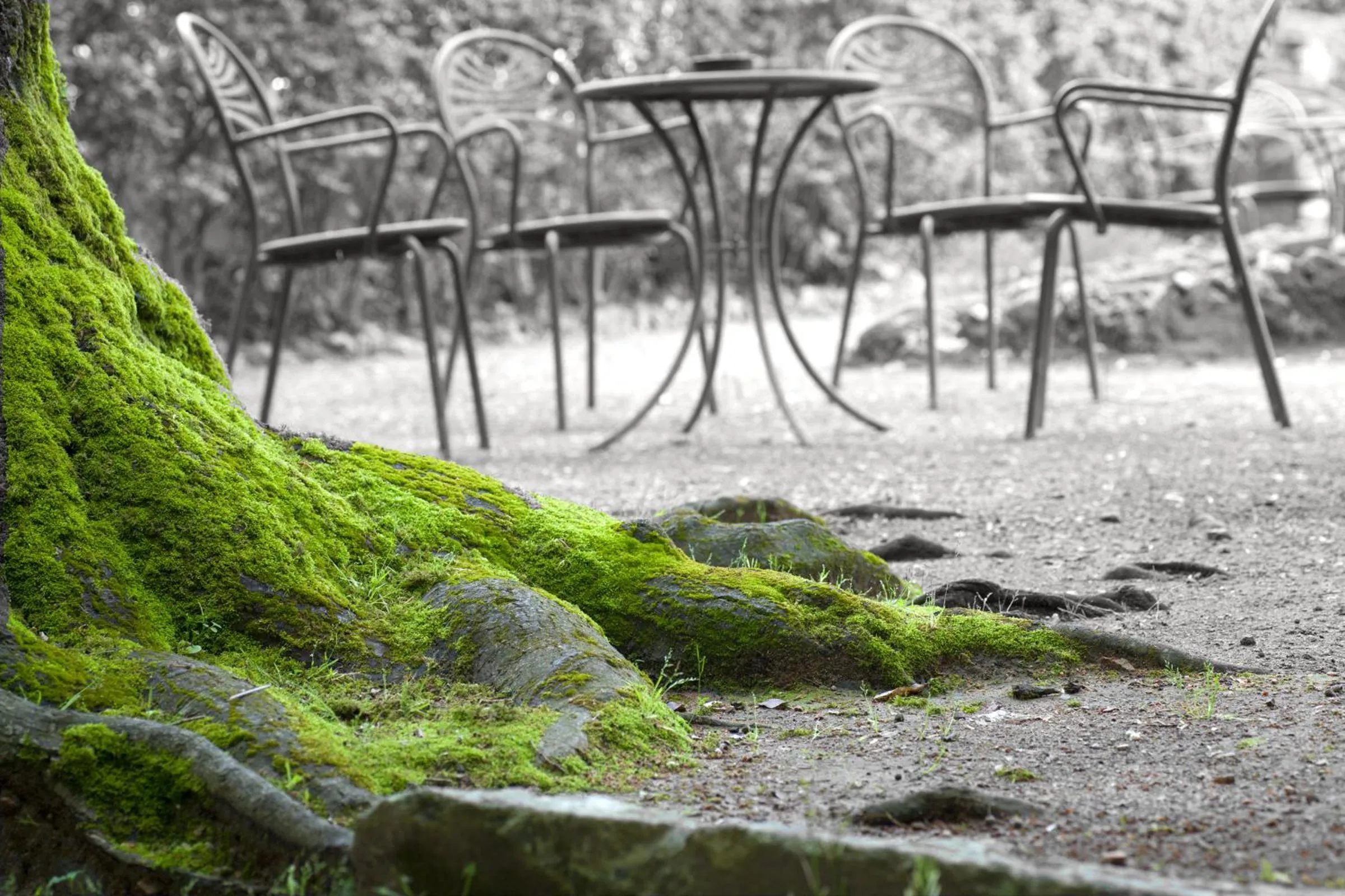 Garden in Albergo Stella