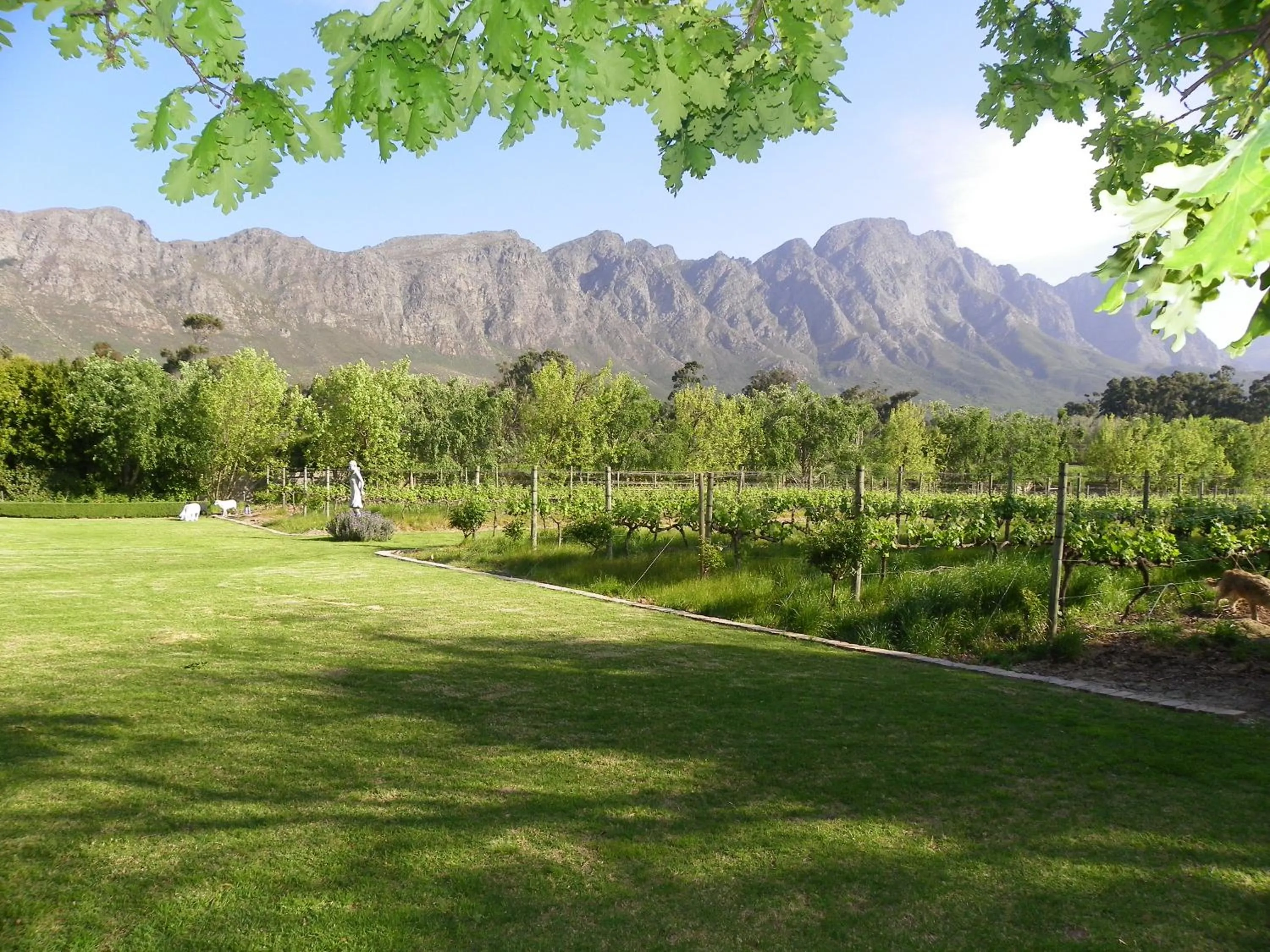 Garden view in Franschhoek Rose Cottages