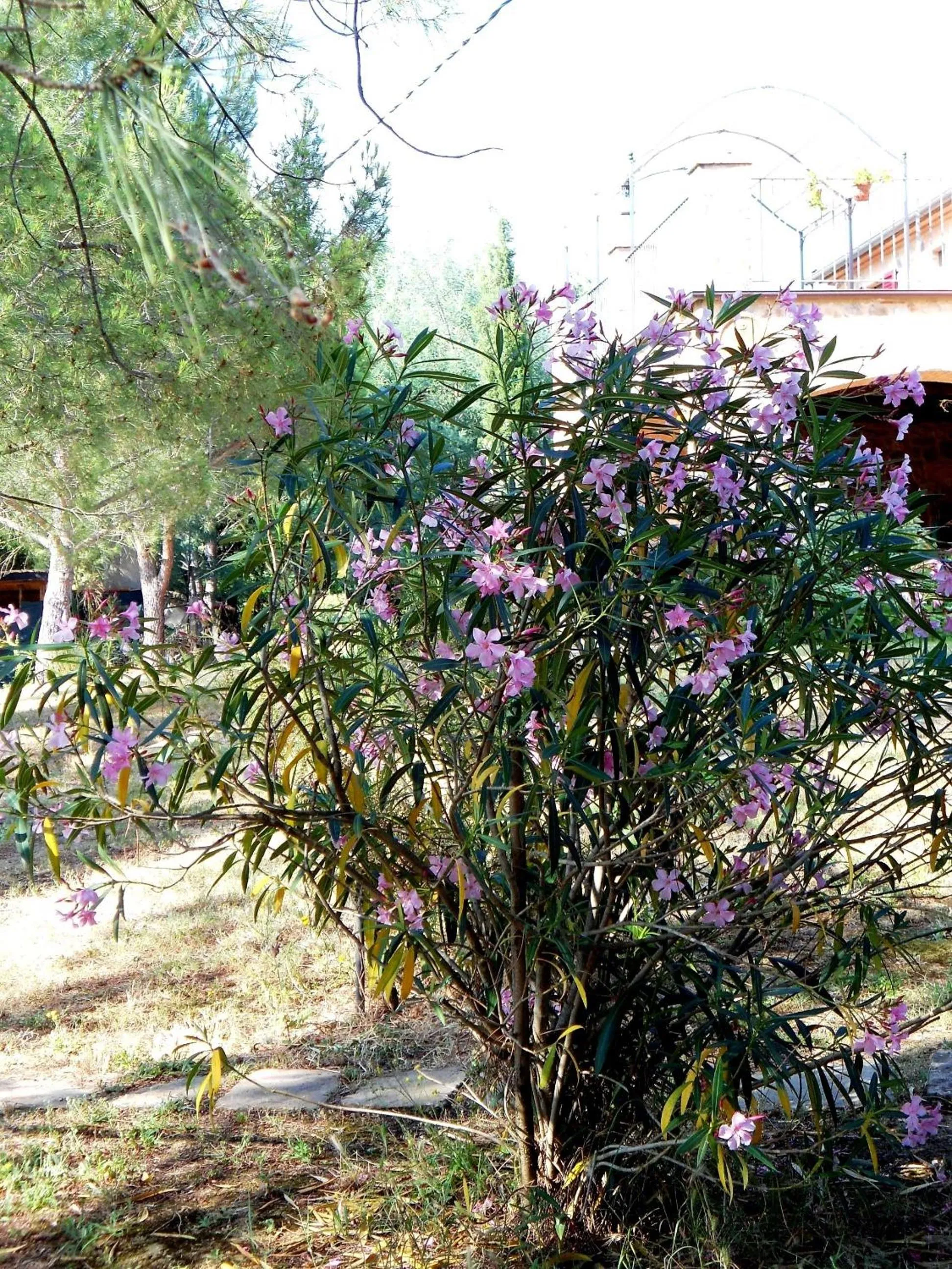 Garden in Casetta Francini
