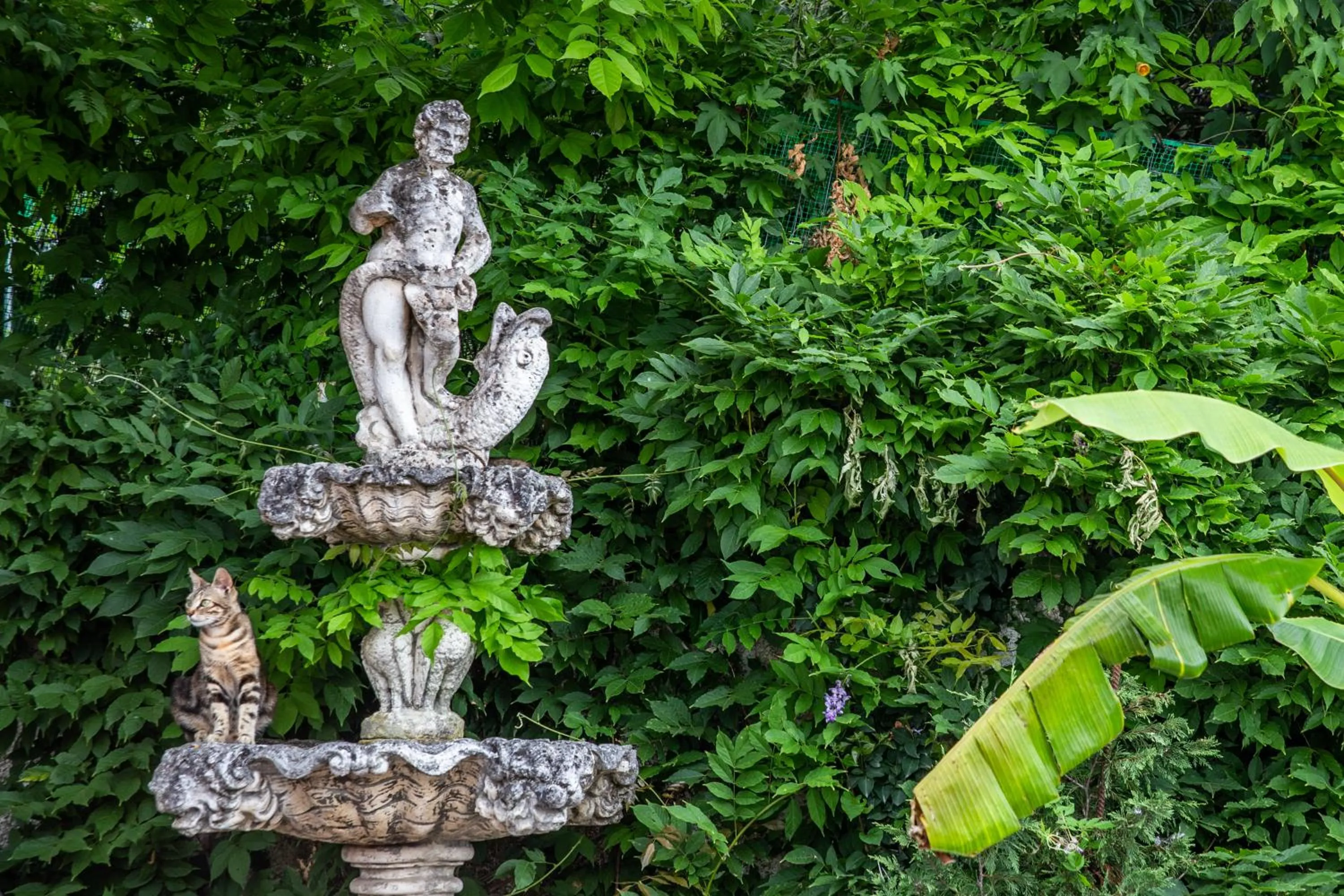 Garden in Victoria Hill Hotel