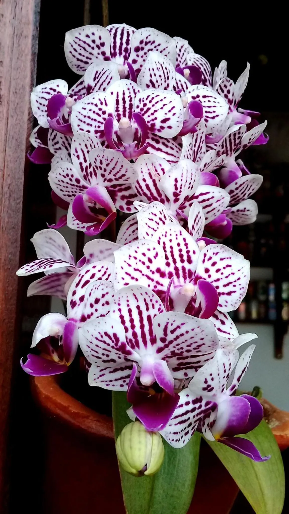 Decorative detail in Pousada Sempre Viva