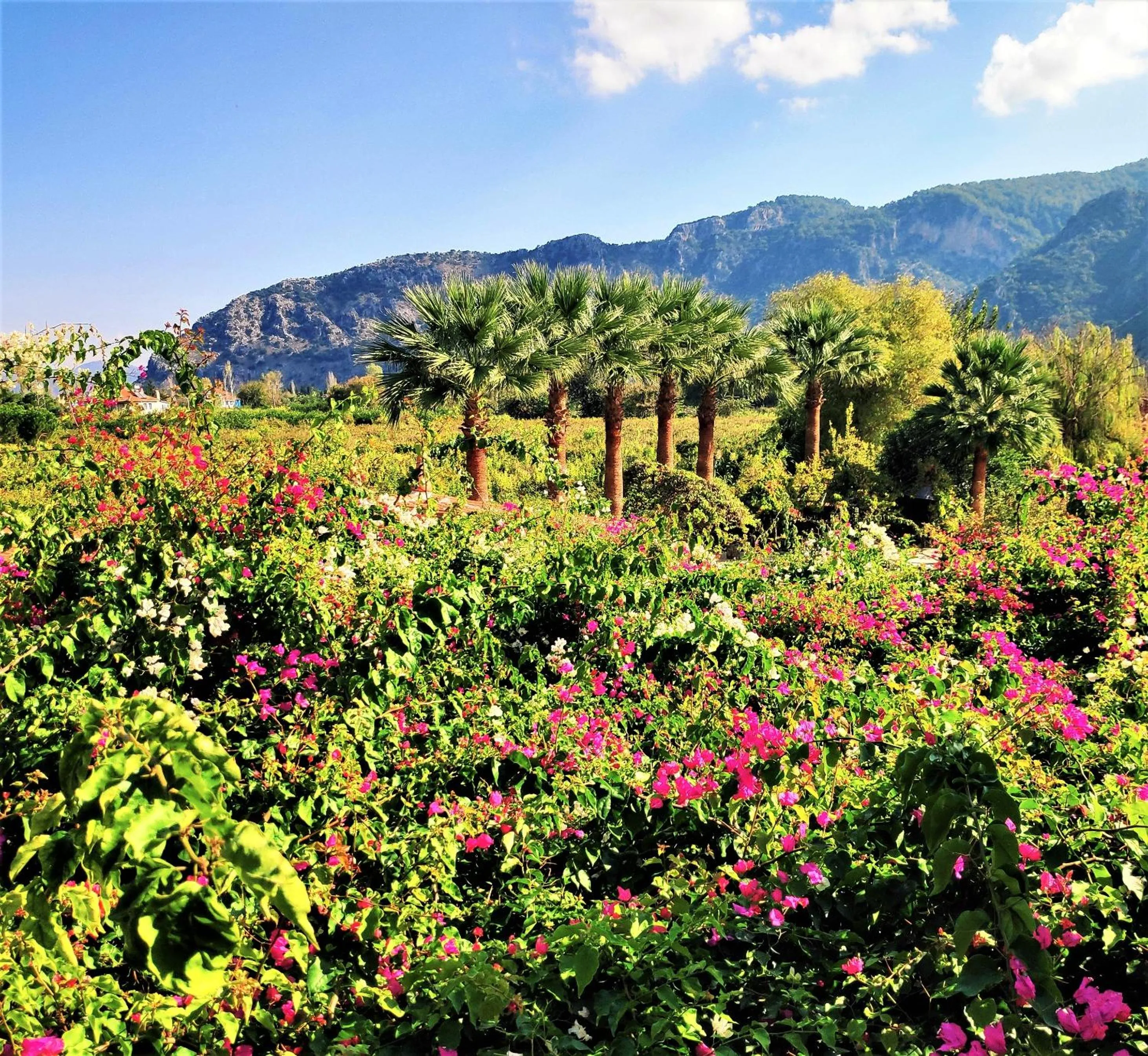 Garden view in Bahaus Resort