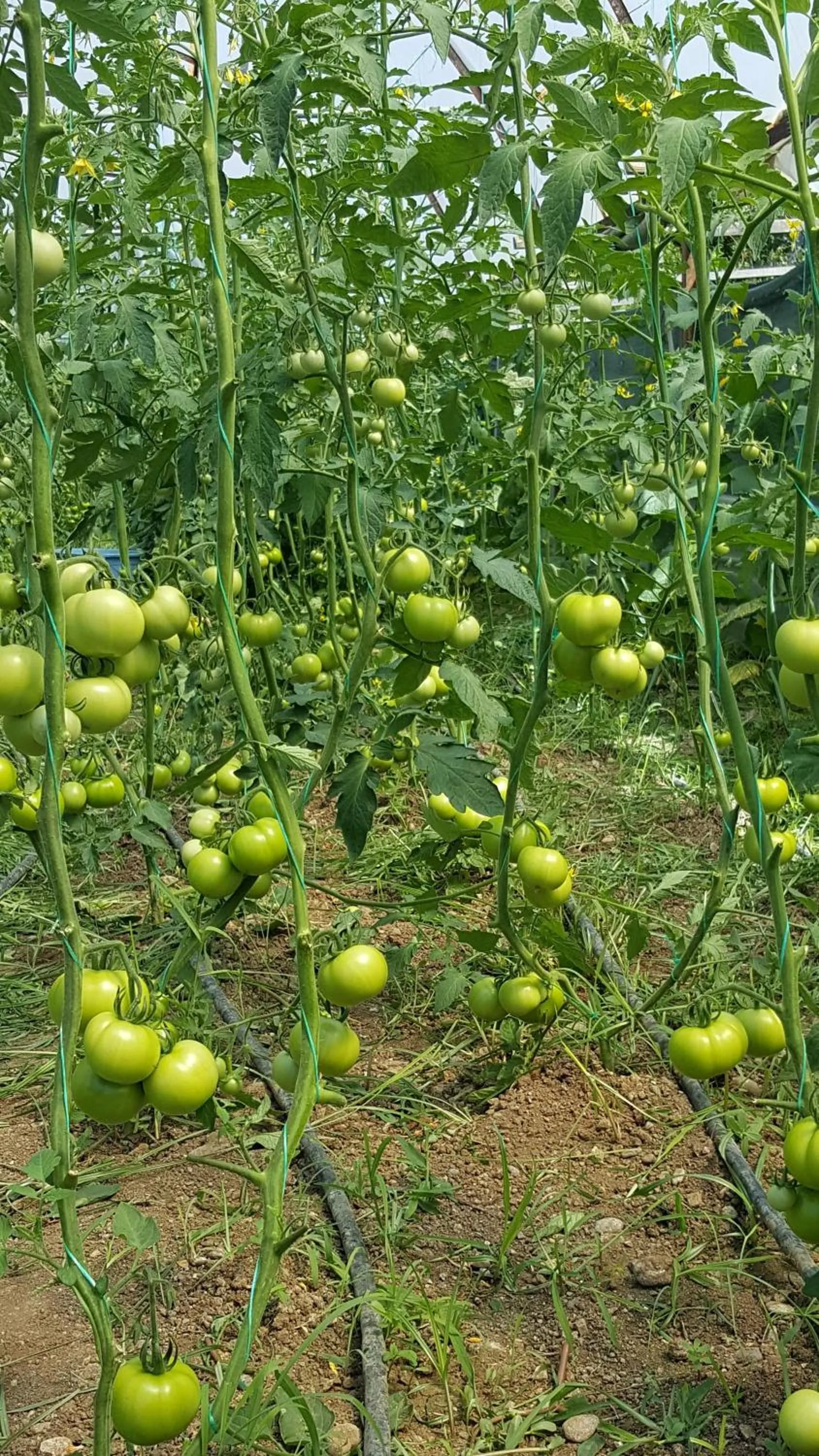 Garden in Bahaus Resort