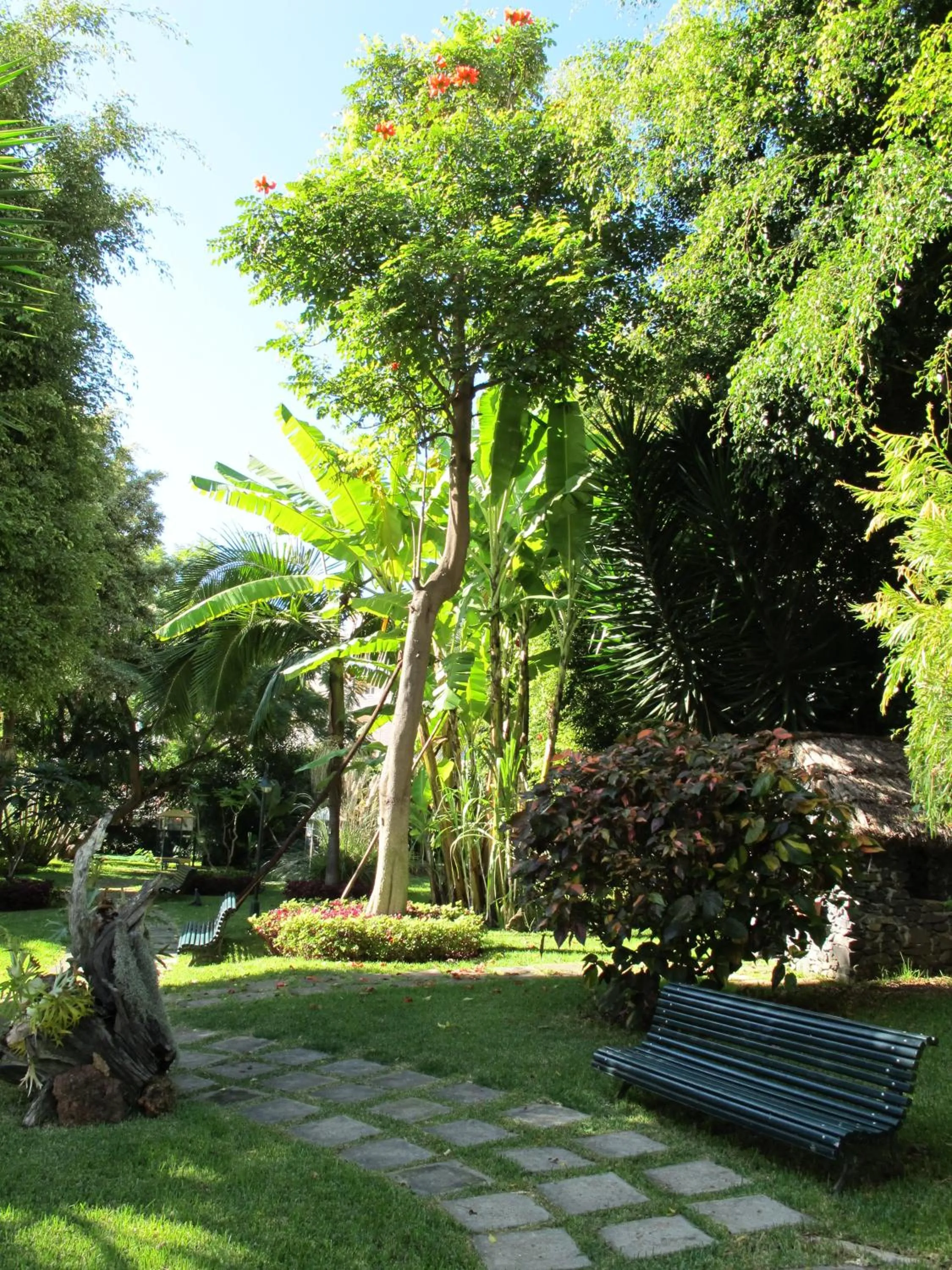 Garden in Hotel Girassol - Suite Hotel