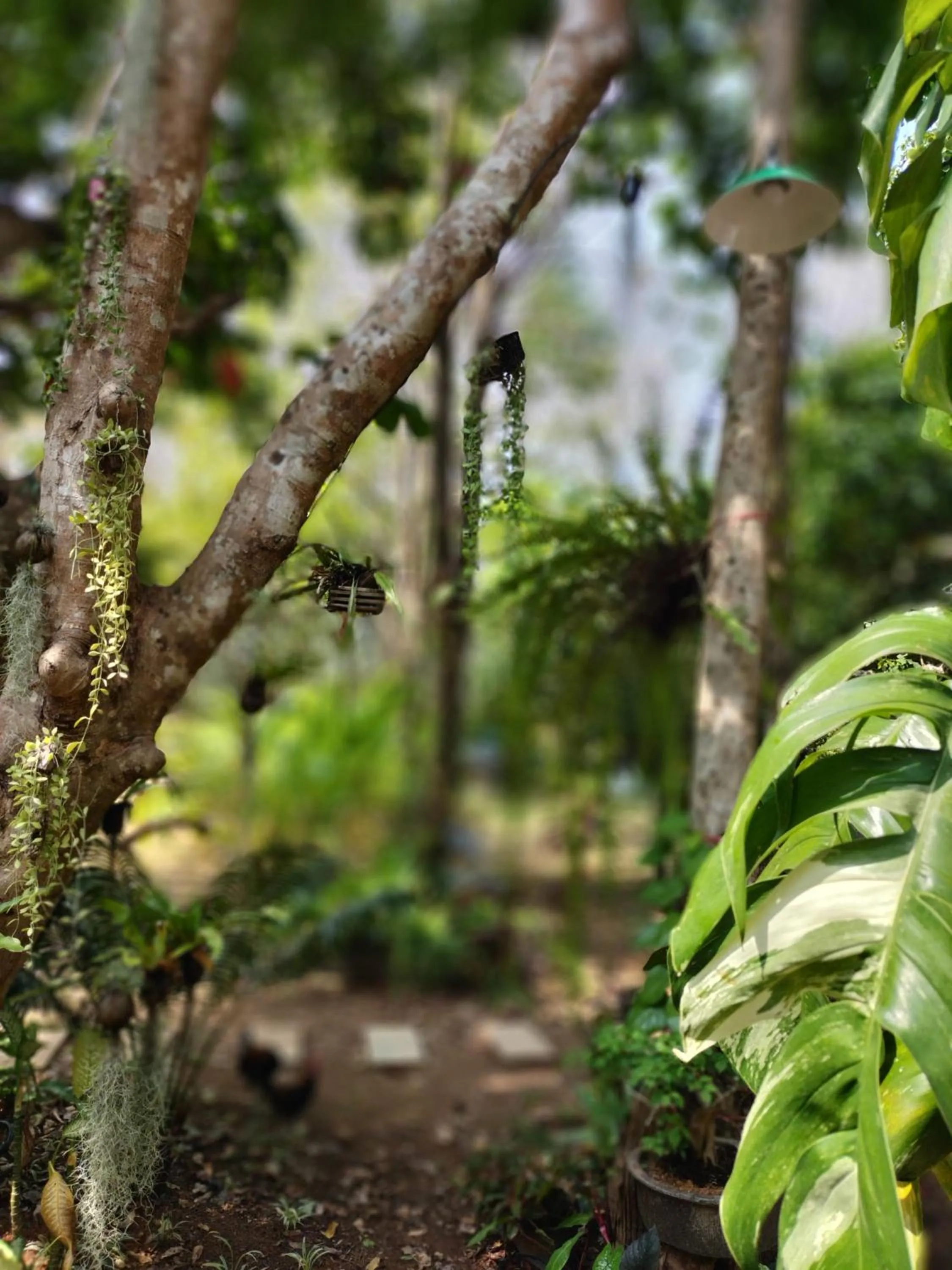 Natural landscape in Baan Hotelier Resort