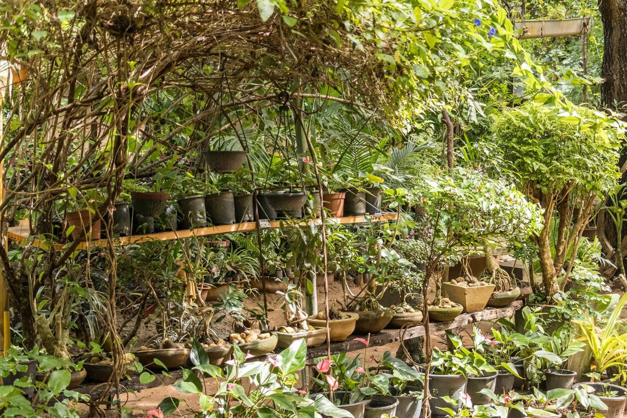 Day in Green Garden Resort