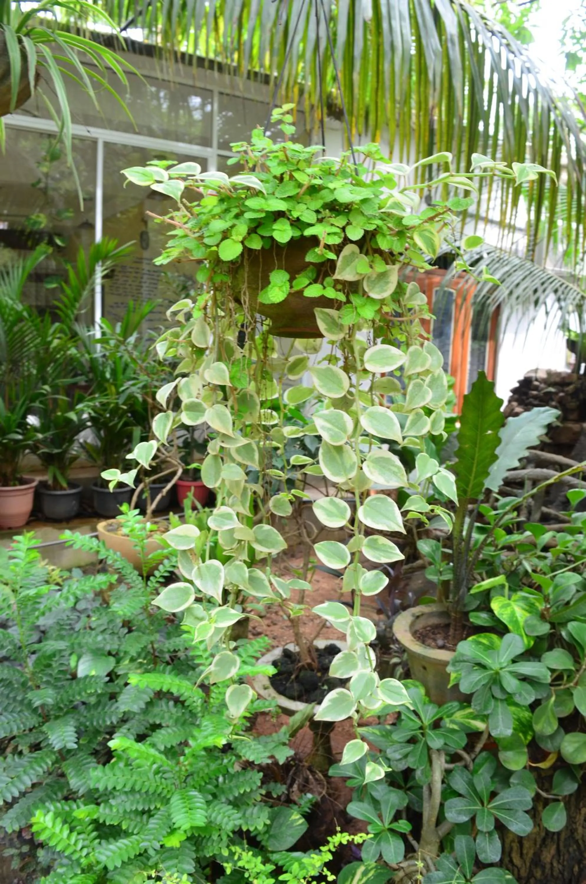 Garden in Green Garden Resort