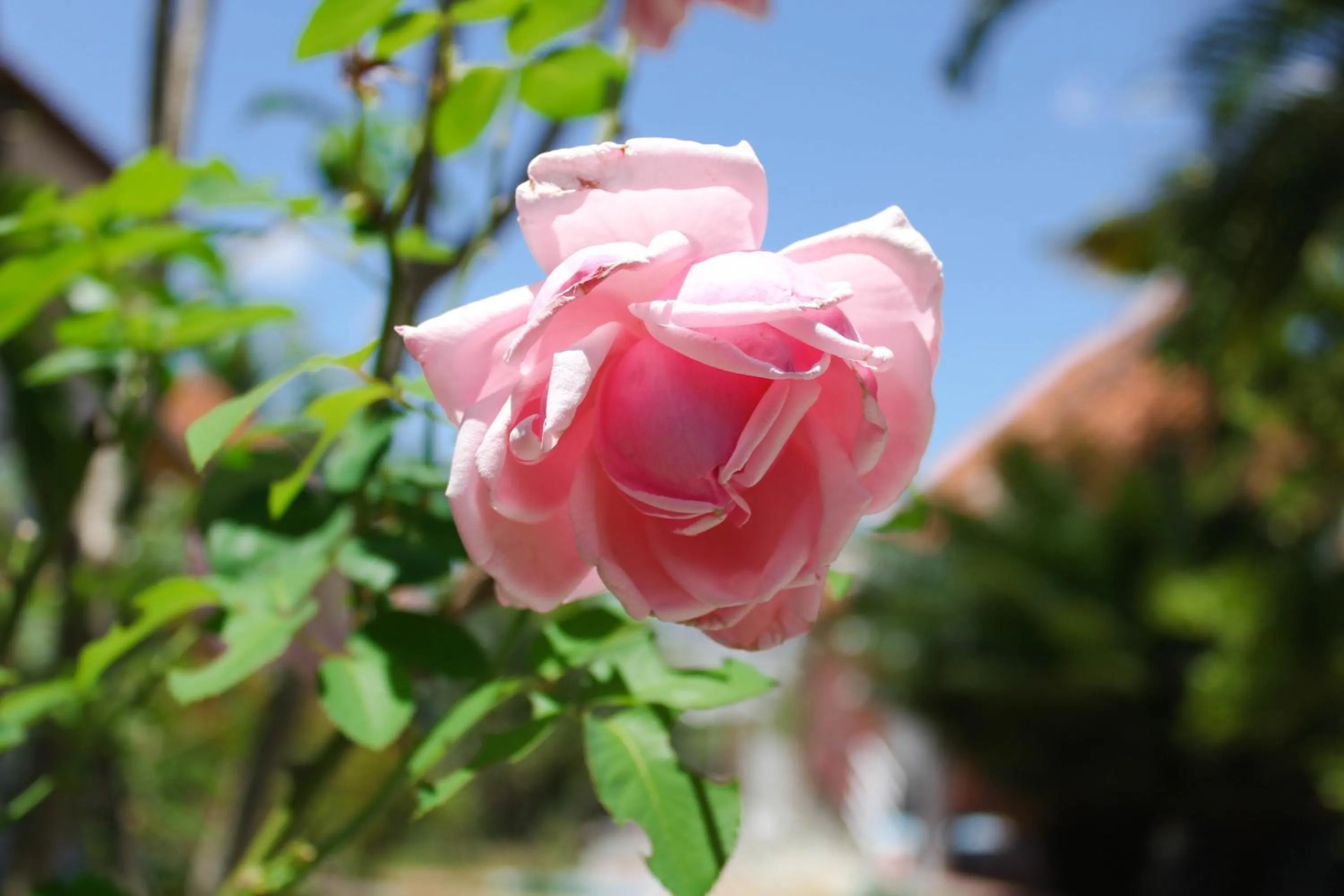 Decorative detail in Caruaru Park Hotel