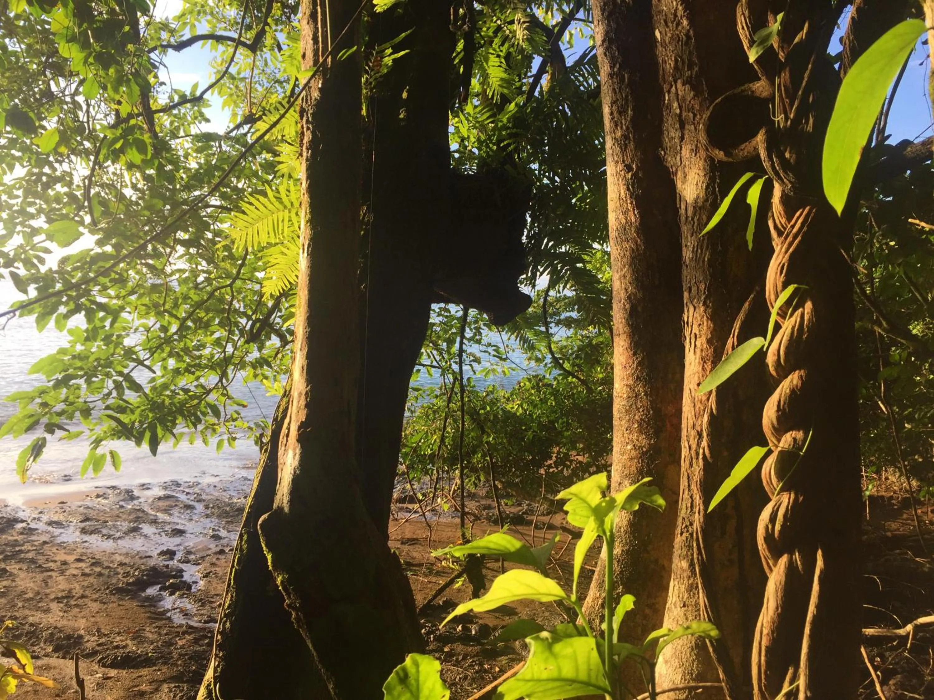 Natural landscape in Aguila de Osa Rainforest Lodge