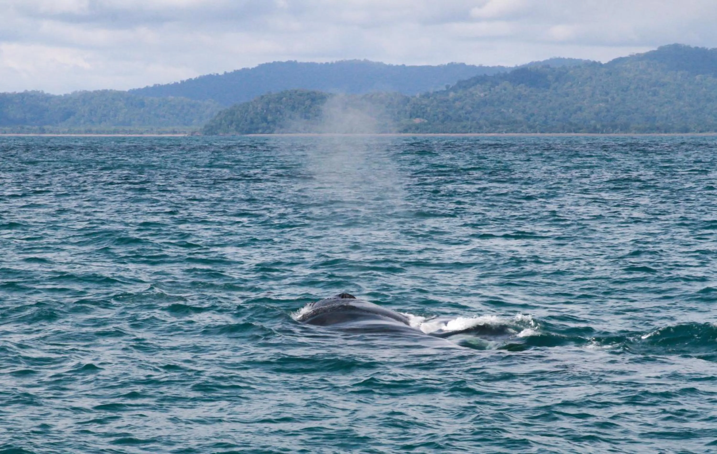 Sea view in Aguila de Osa Rainforest Lodge