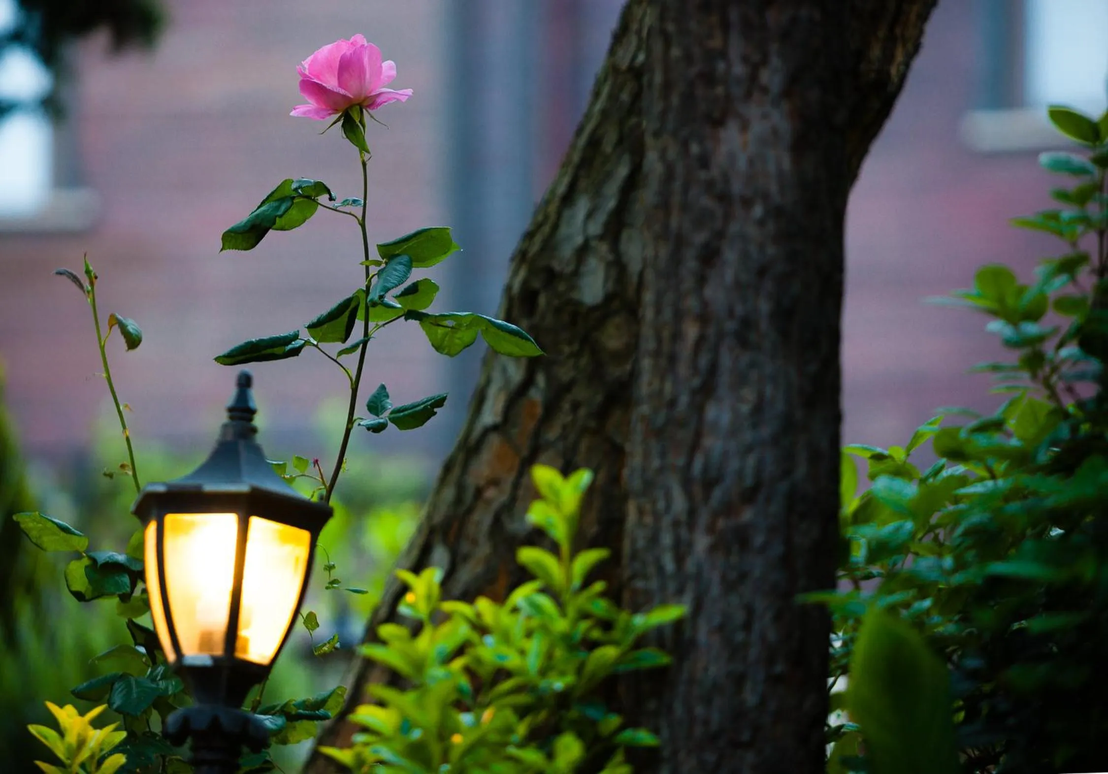 Garden in İstanbul Bosphorus Hotel Symbola