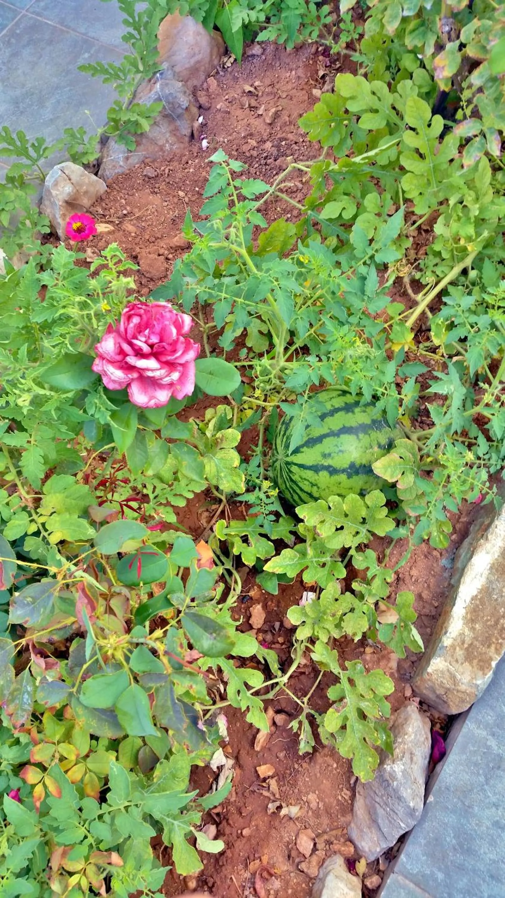 Garden in Dream Island Hotel