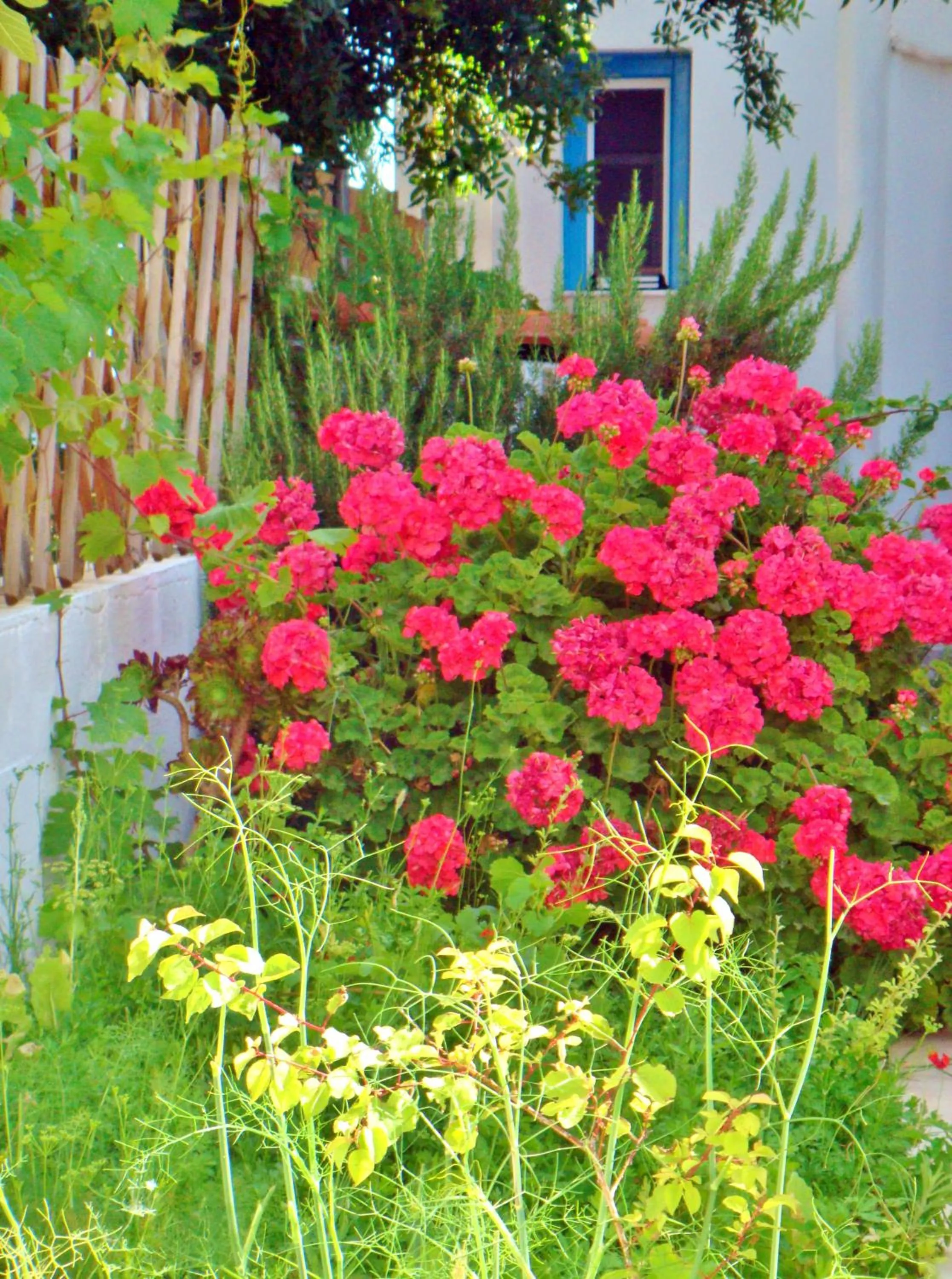 Garden in Dream Island Hotel