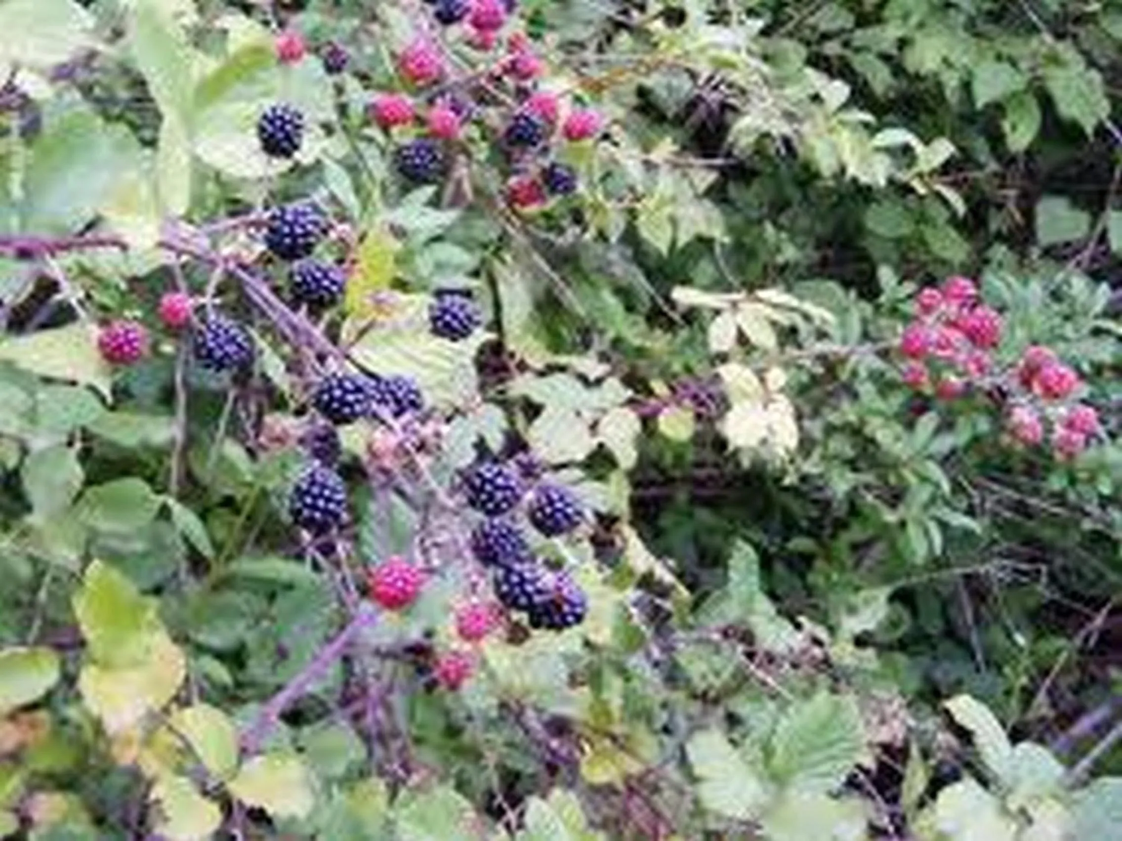 Nearby landmark in Hotel La Carruba