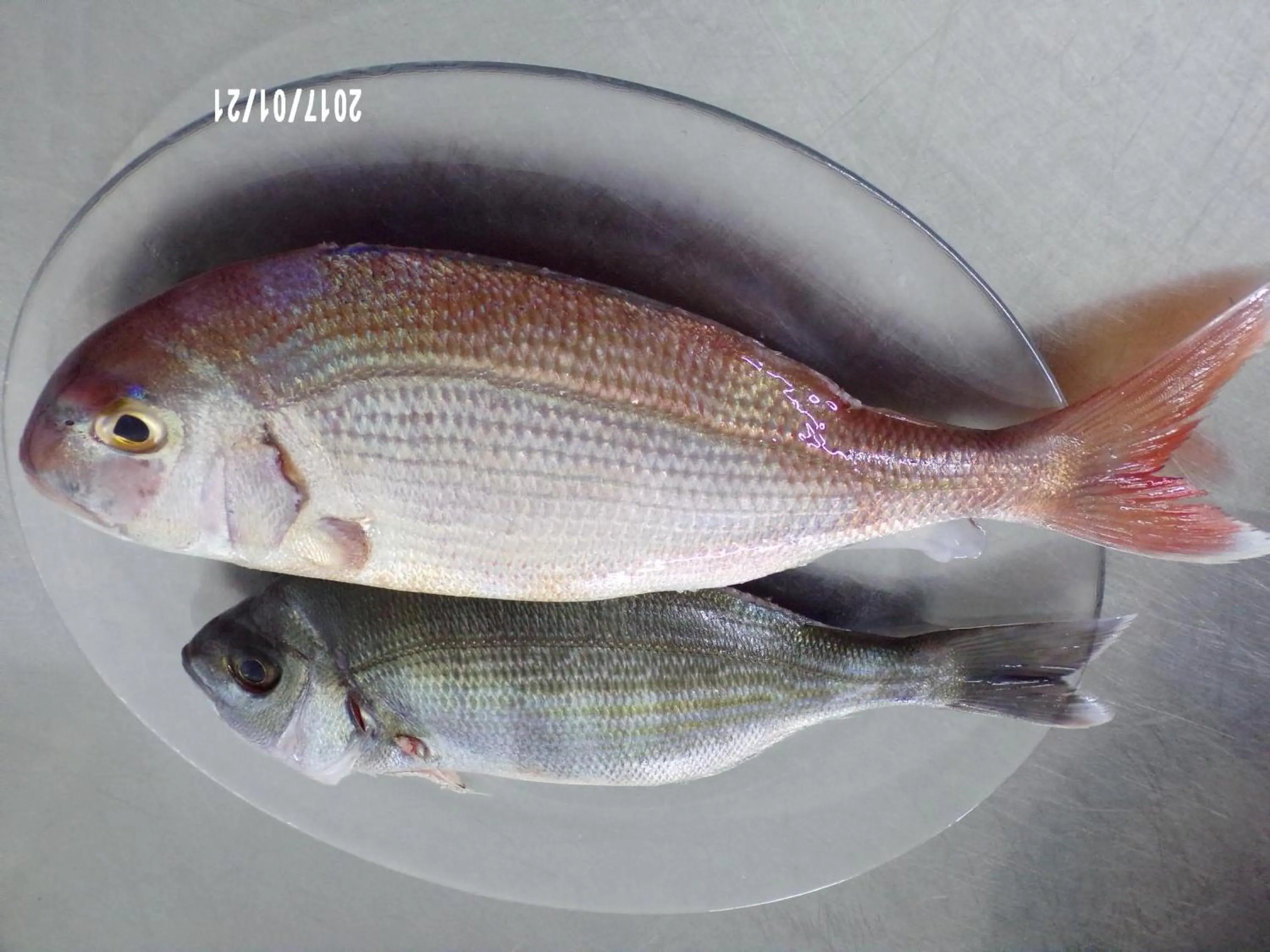 Dinner in Hotel La Carruba