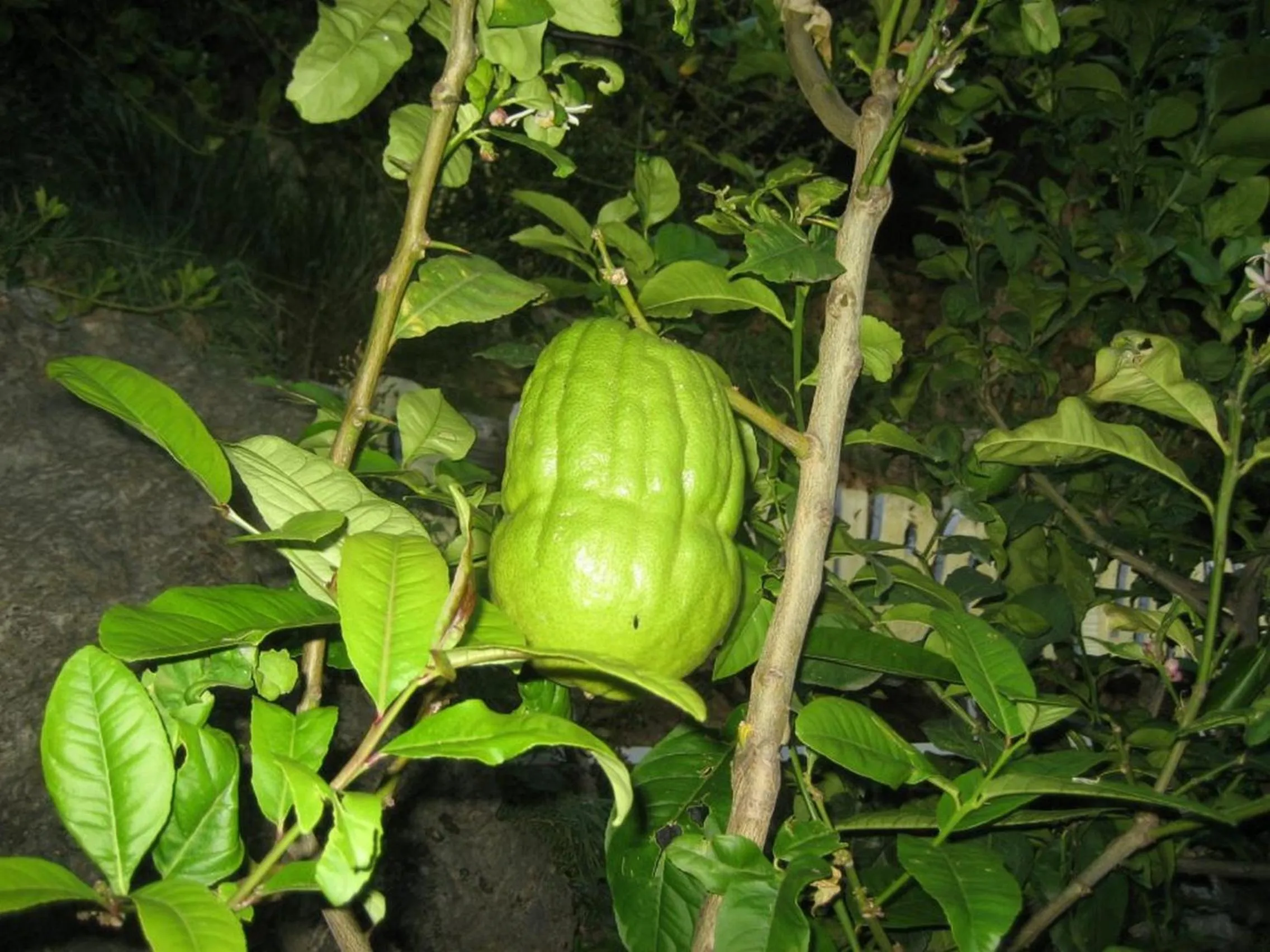 Food and drinks in Hotel La Carruba