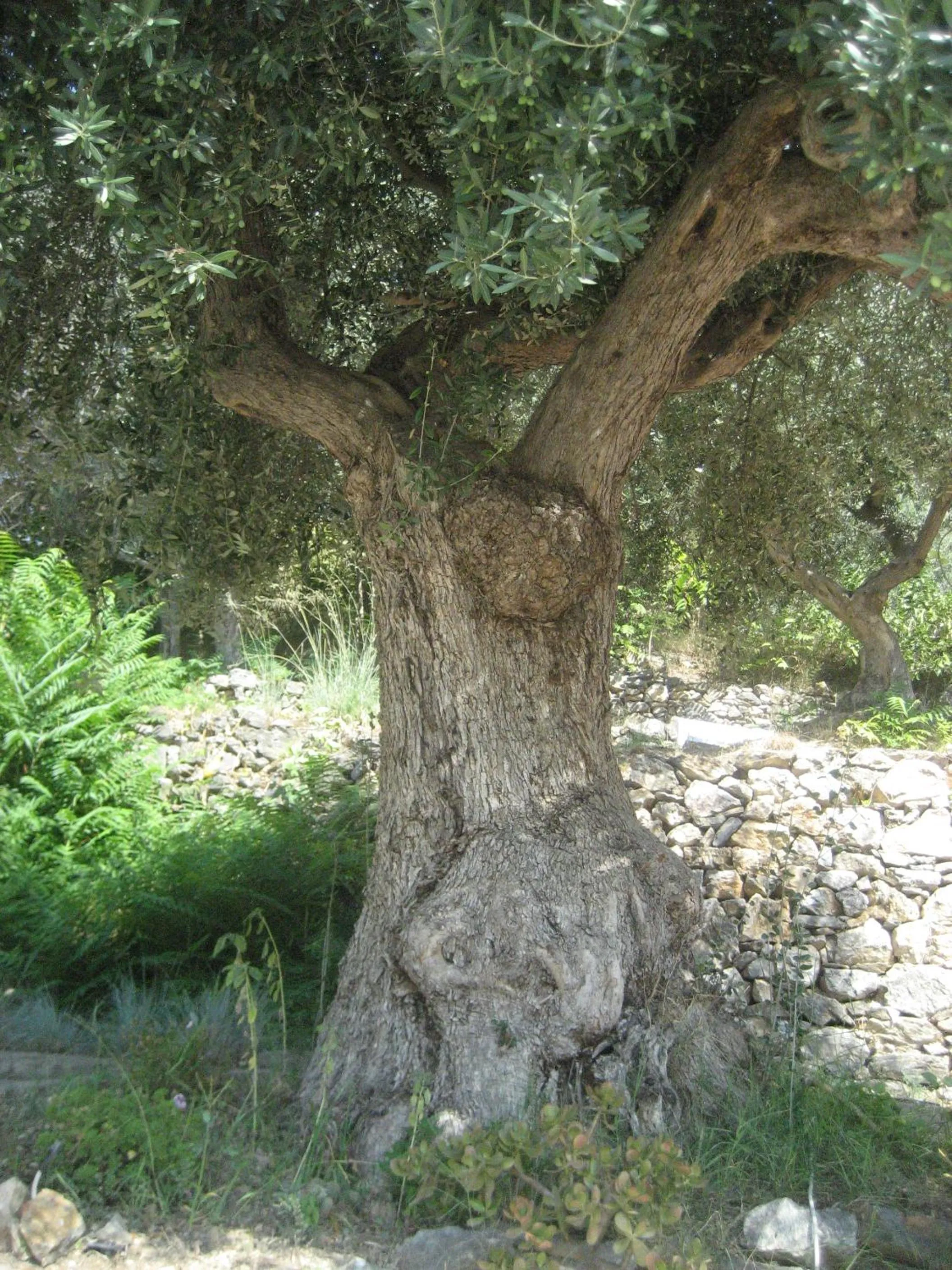 Garden in Hotel La Carruba