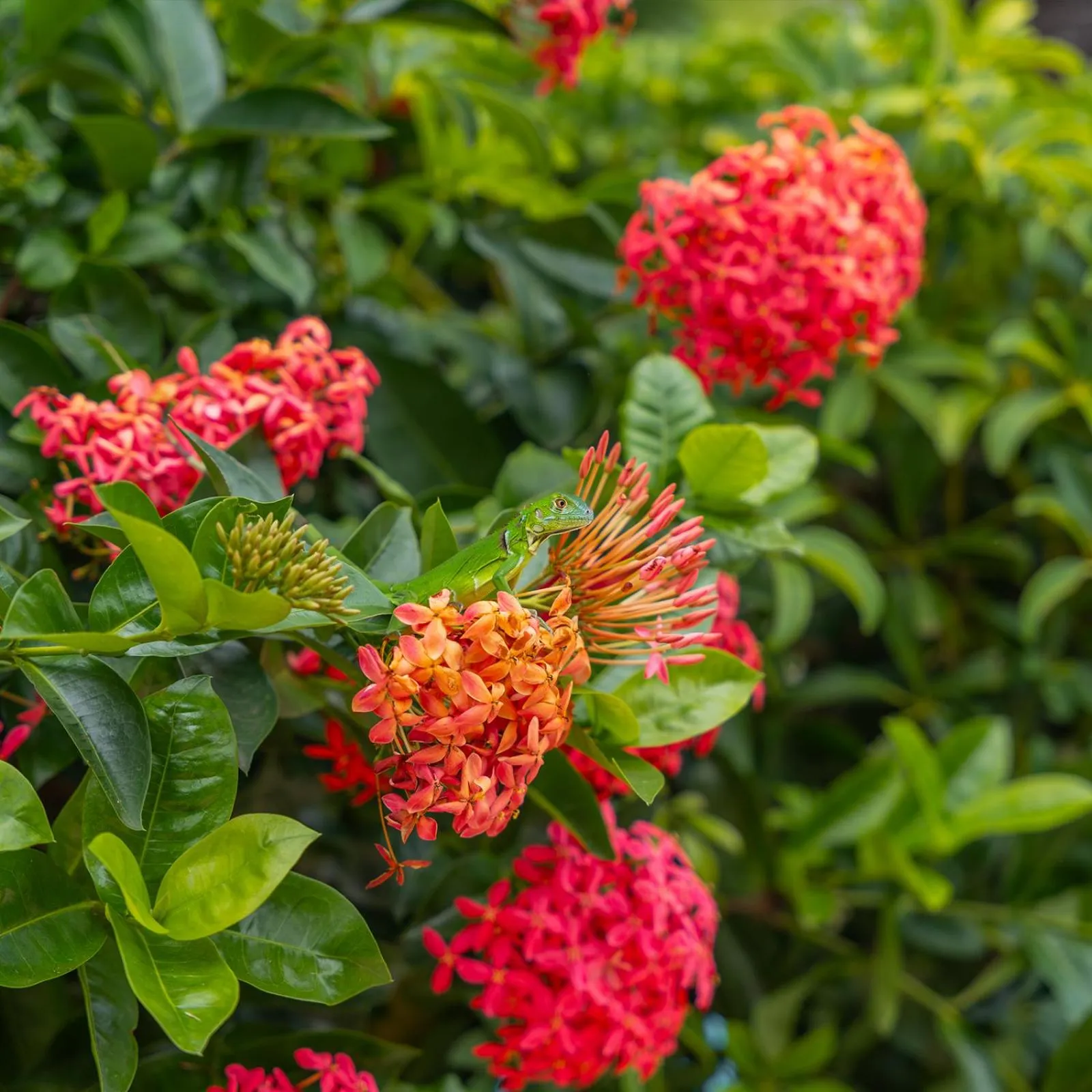 Property building in CC Beach Front Papagayo All Inclusive