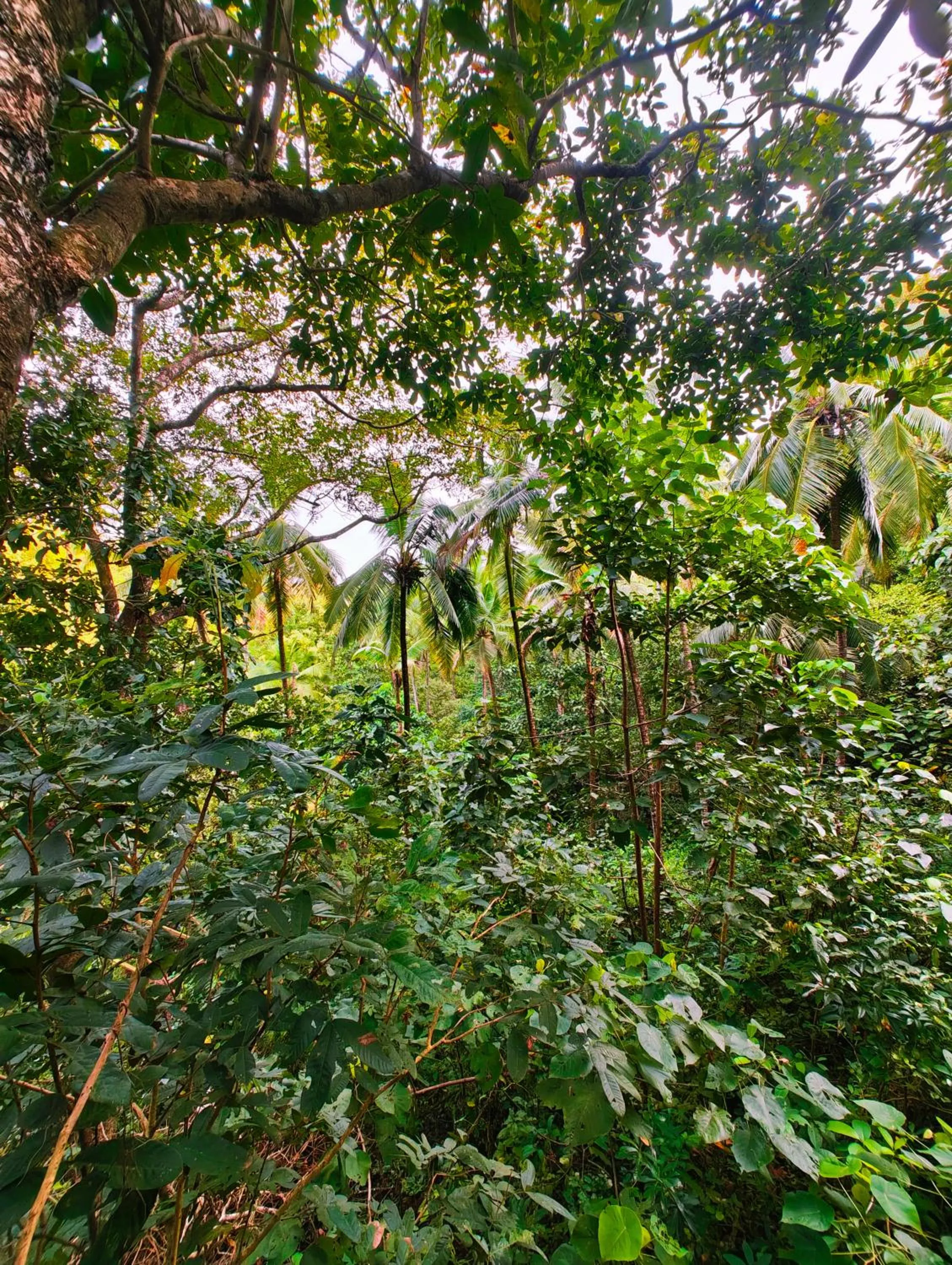 Day in Samyama Retreat