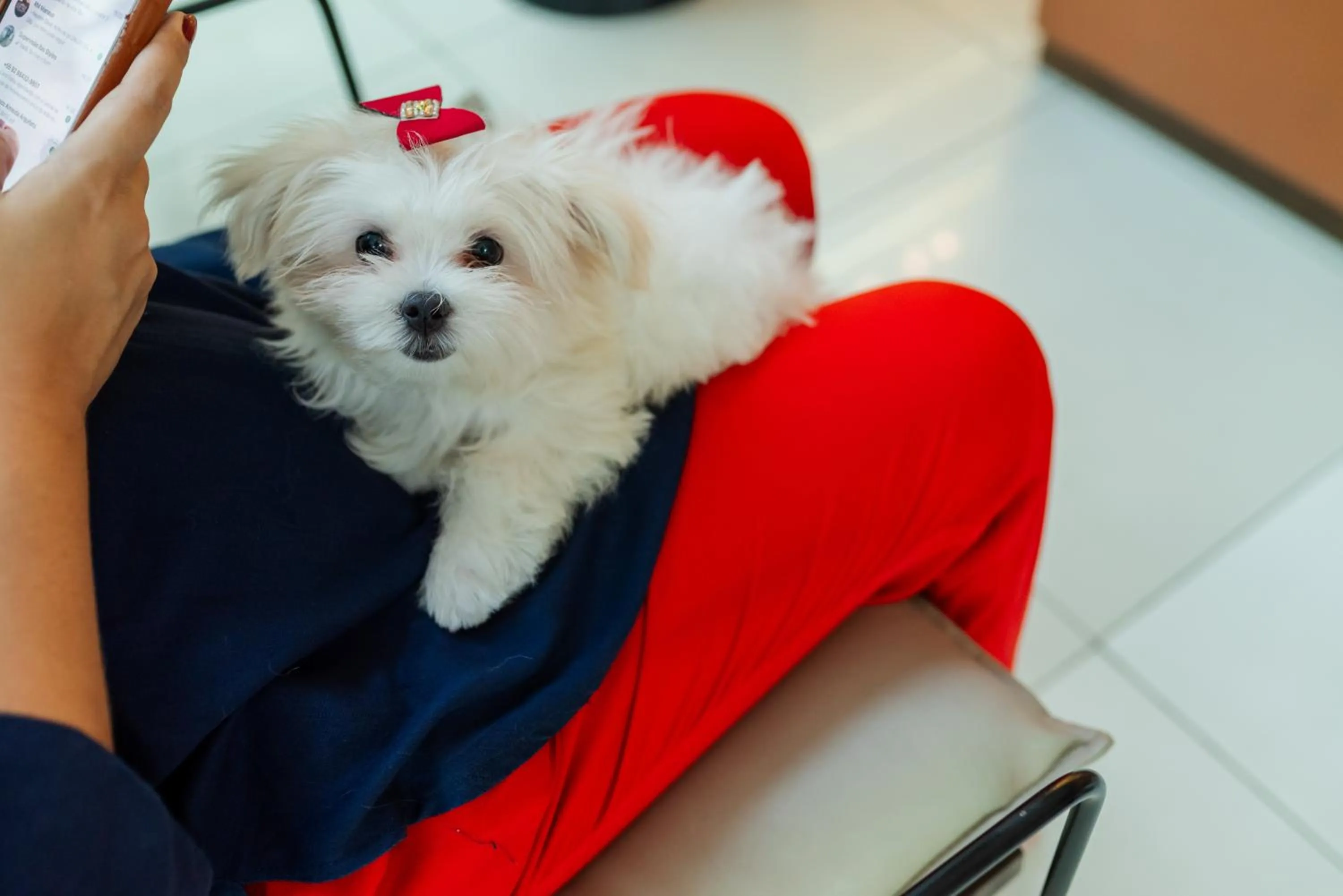 Pets in ibis Styles Manaus