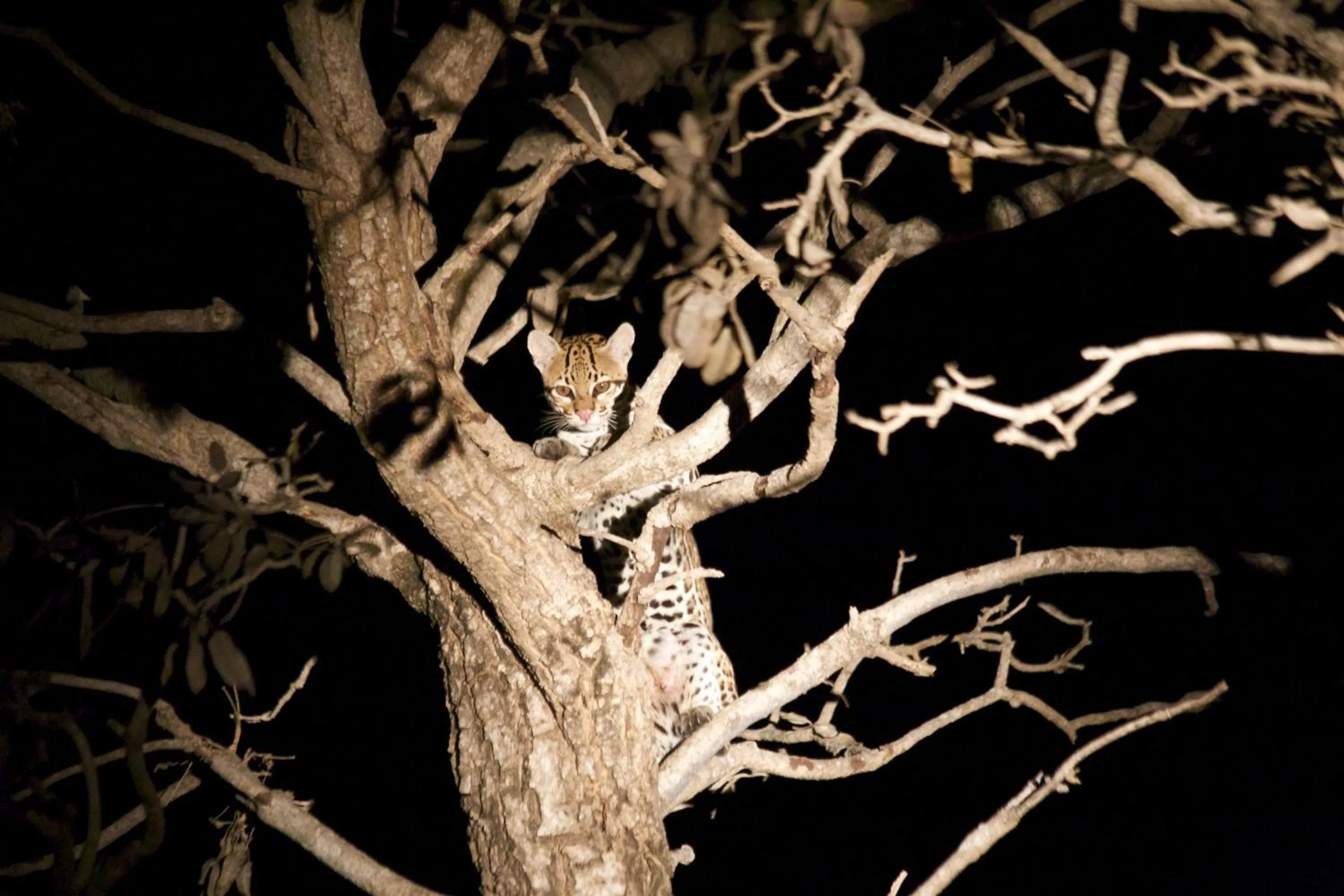 Activities in Fazenda San Francisco