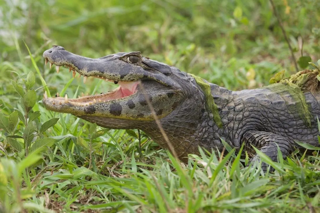 Fazenda San Francisco